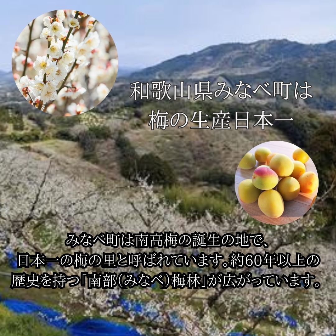 予約販売）2026年度産 生産量日本一「和歌山県みなべ町ブランド完熟南