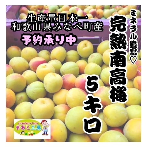 和歌山県みなべ町 南高梅 梅1粒「青梅〜完熟梅」 予約販売）2026年度産 生産量日本一「和歌山県みなべ町ブランド完熟南