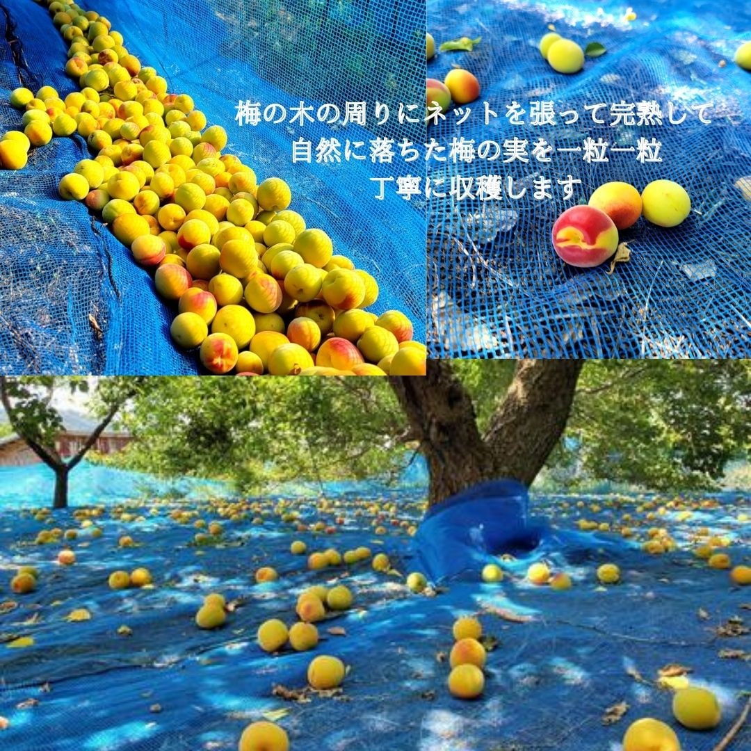 予約販売】2026年度産 生産量日本一『和歌山県みなべ町ブランド完熟南