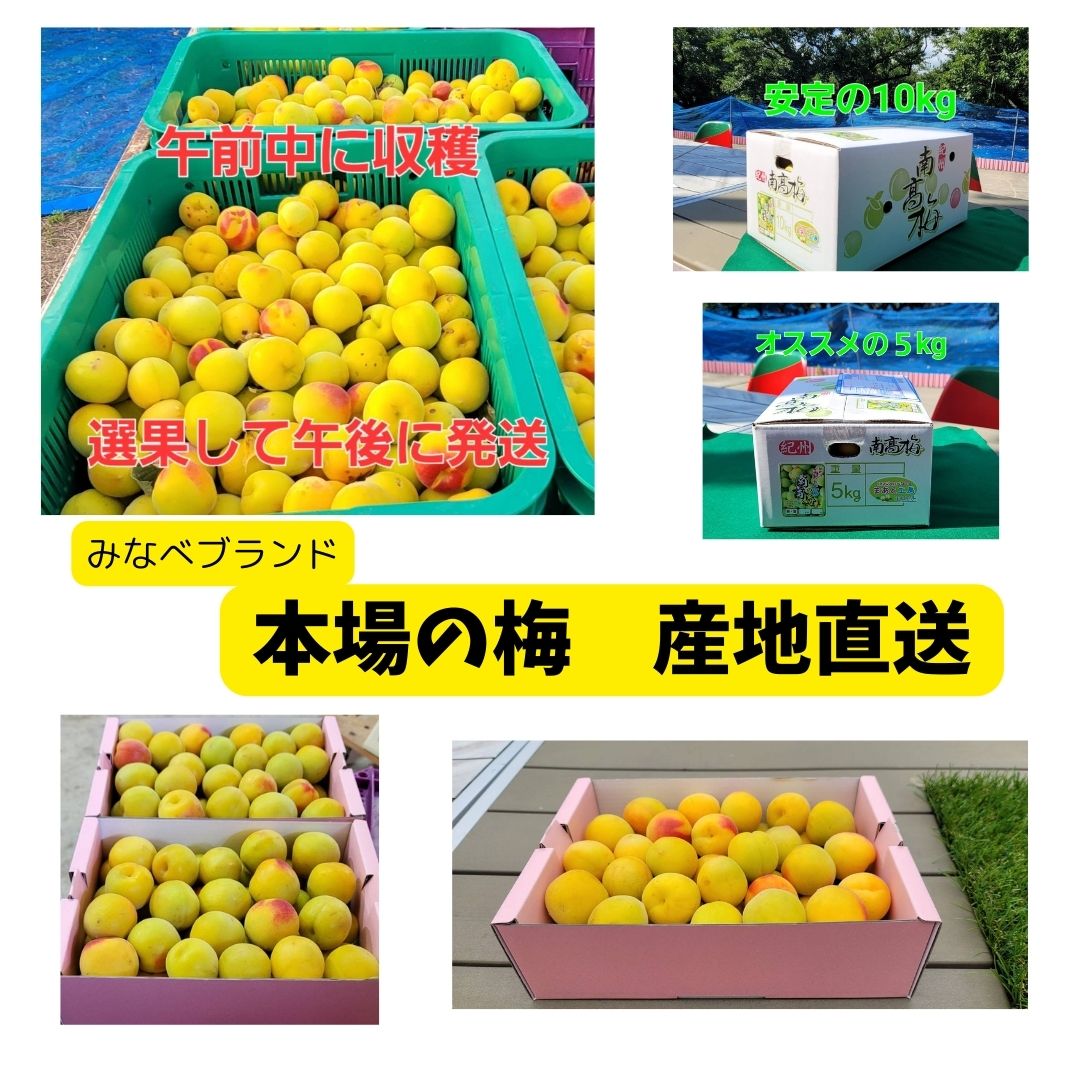 予約販売）2026年度産 生産量日本一「和歌山県みなべ町ブランド完熟南