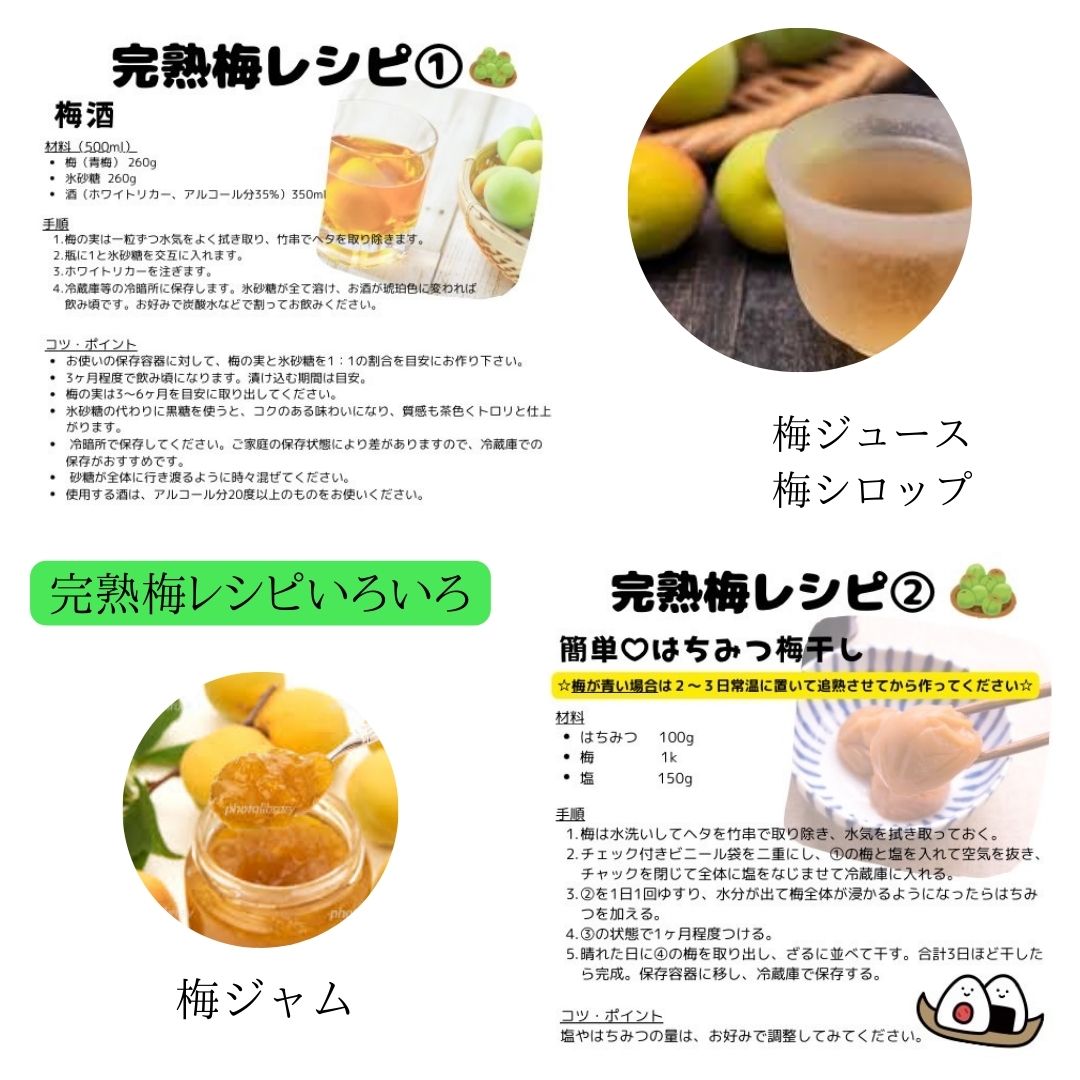 予約販売】2026年度産 生産量日本一『和歌山県みなべ町ブランド完熟南
