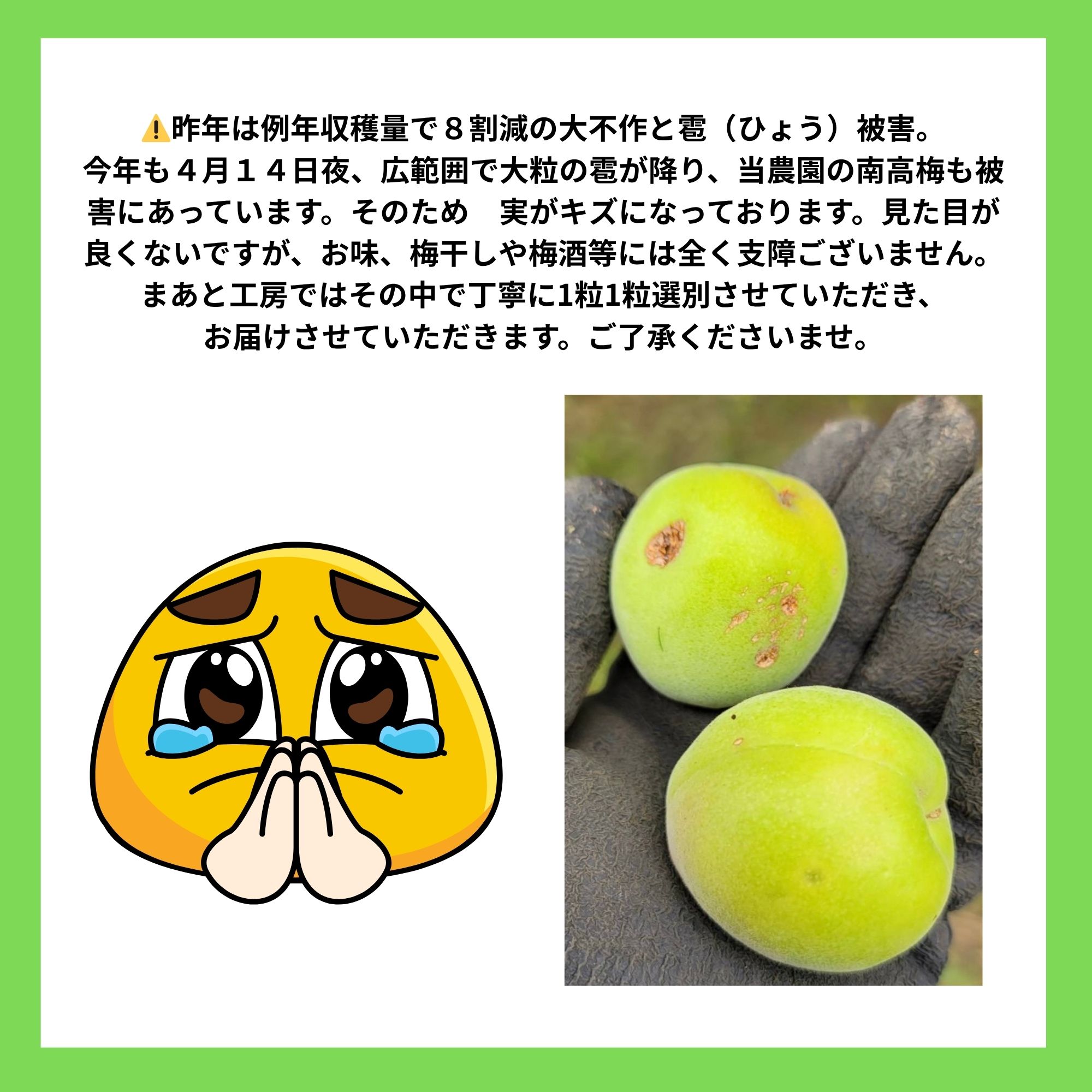 予約販売】2026年度産 生産量日本一『和歌山県みなべ町ブランド完熟南