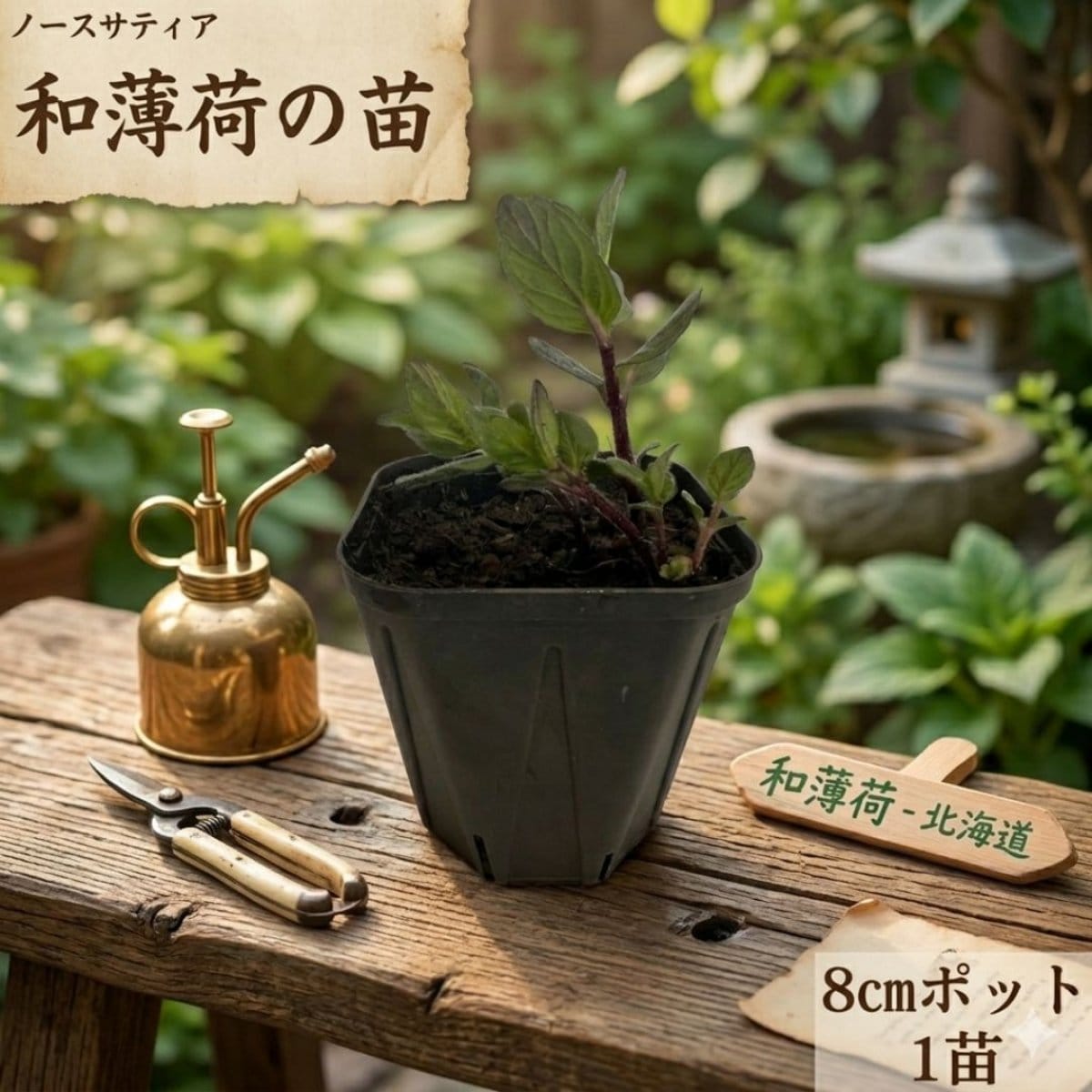 【ノースサティア】和薄荷の苗　8㎝ポット　1苗【農薬・化学肥料不使用栽培】