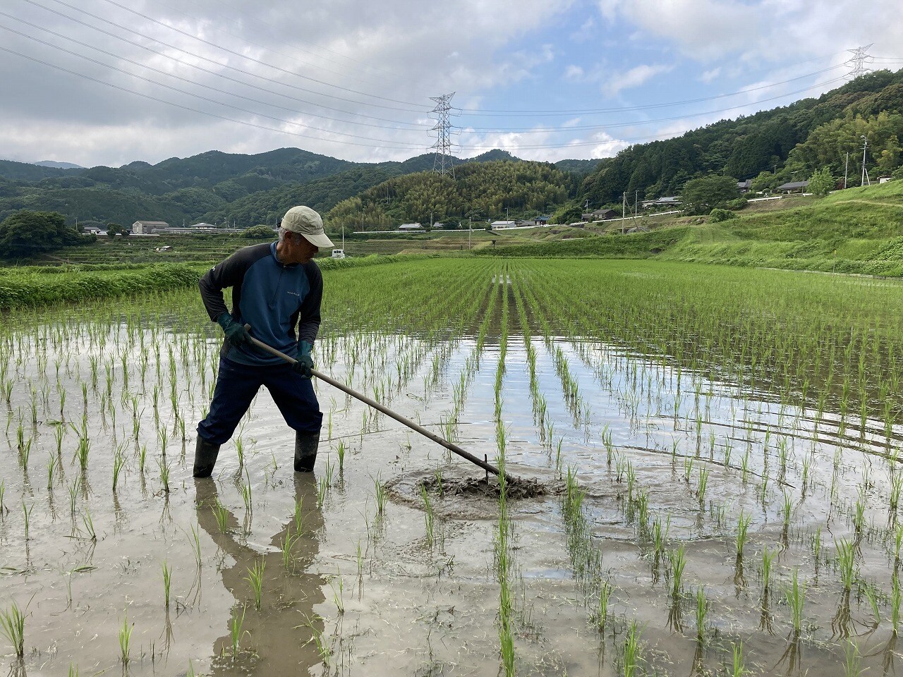 令和7年産 自然栽培米/JINENひのひかり