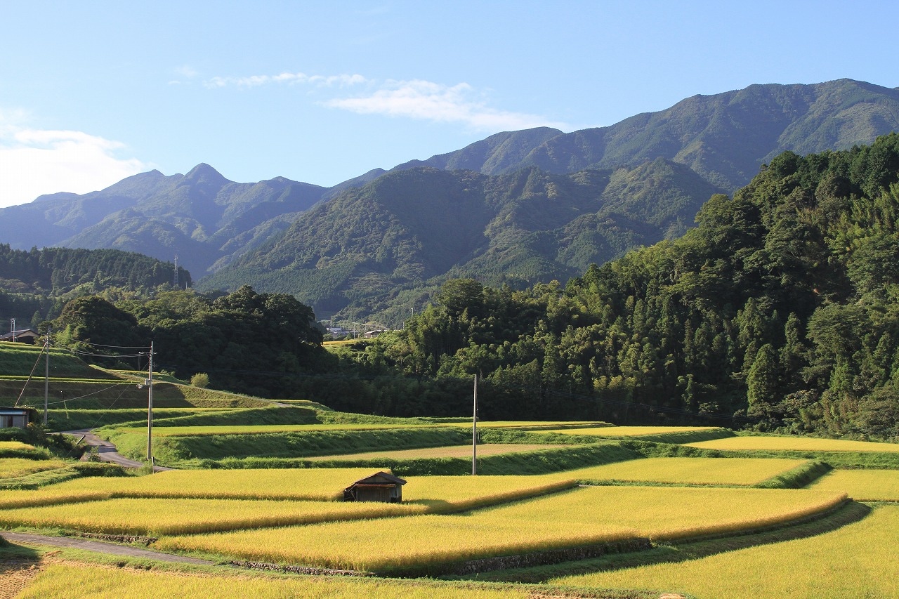 令和7年産 特別栽培米/ひめの凜