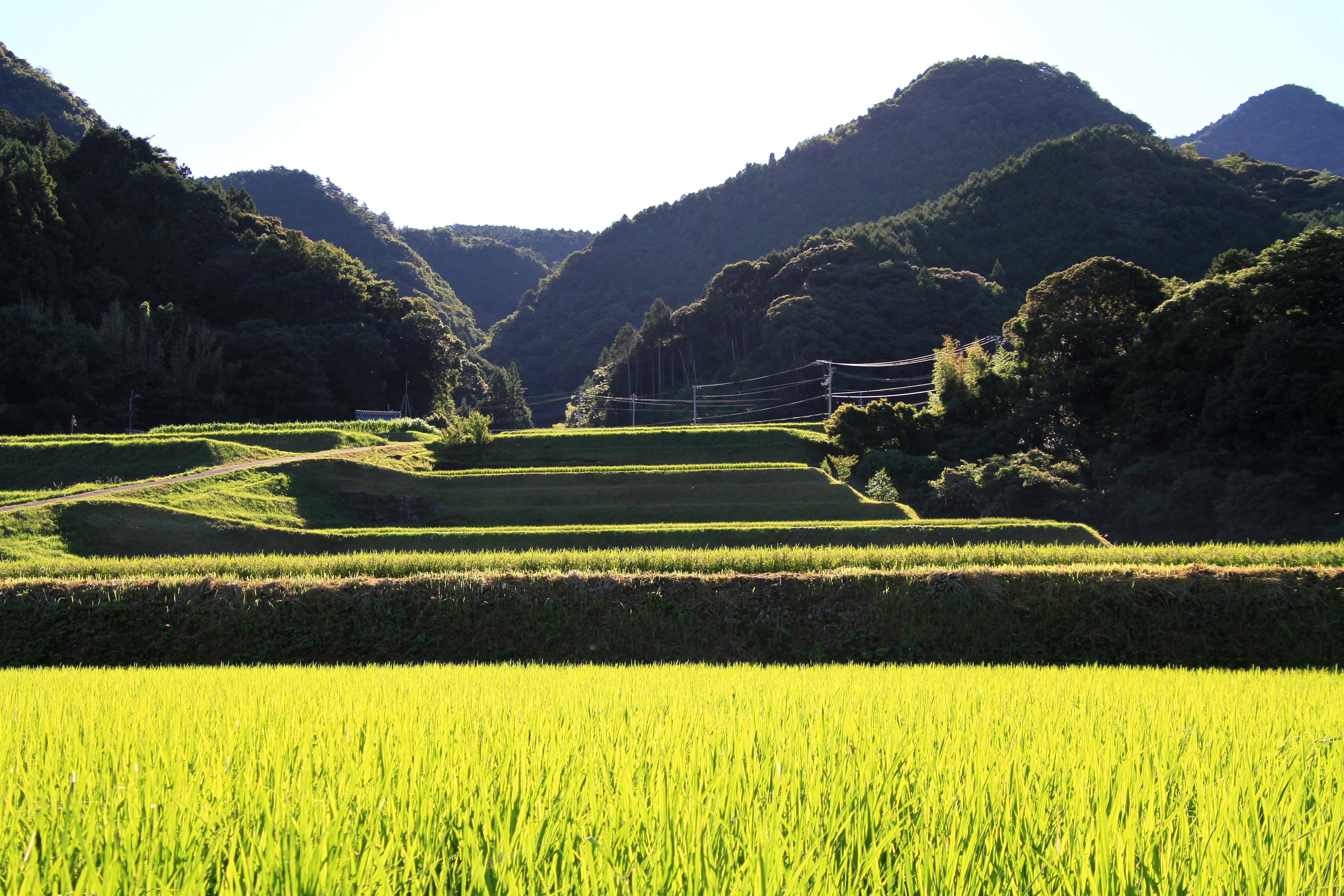 令和7年産 自然栽培米/JINENひのひかり