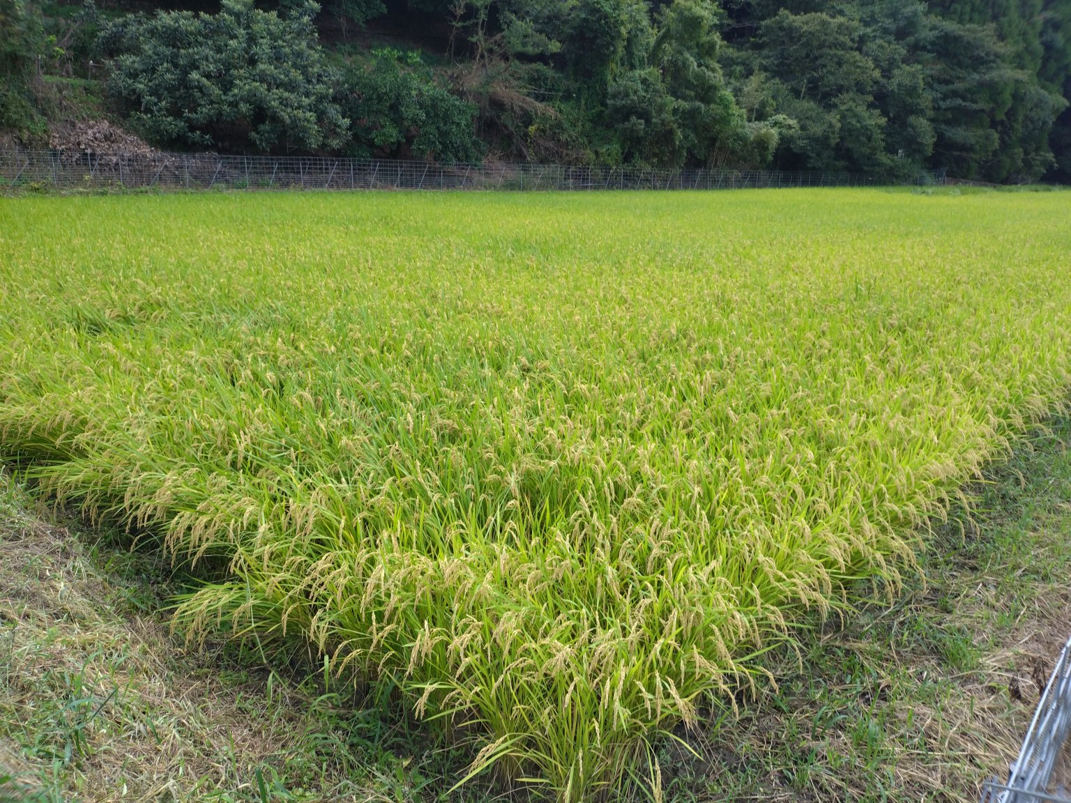 【D様限定】　引換券　Tanaka no 米  　佐賀県産　ひのひかり　玄米　30kg