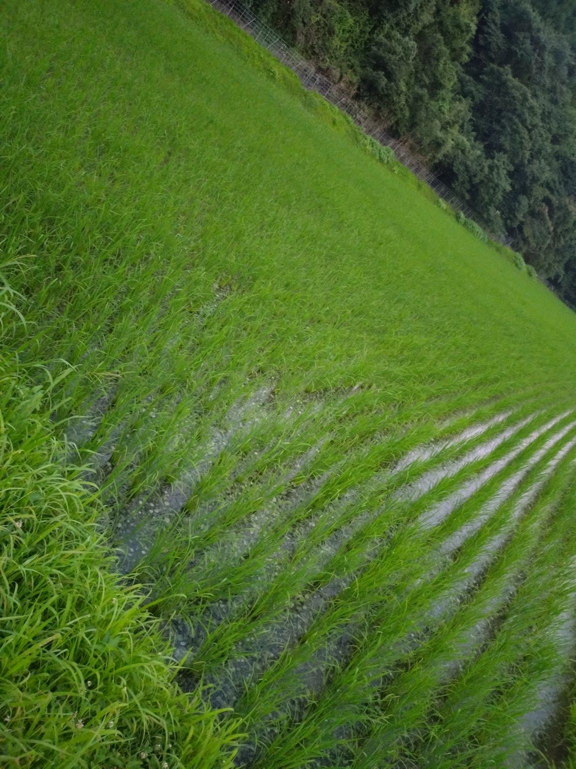 【D様限定】　引換券　Tanaka no 米  　佐賀県産　ひのひかり　玄米　30kg