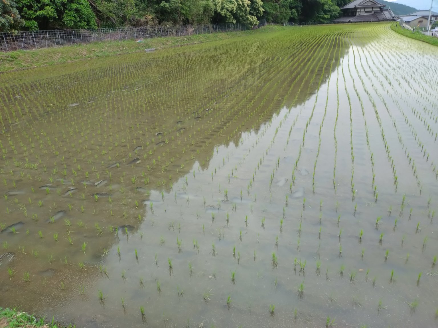 【D様限定】　引換券　Tanaka no 米  　佐賀県産　ひのひかり　玄米　30kg