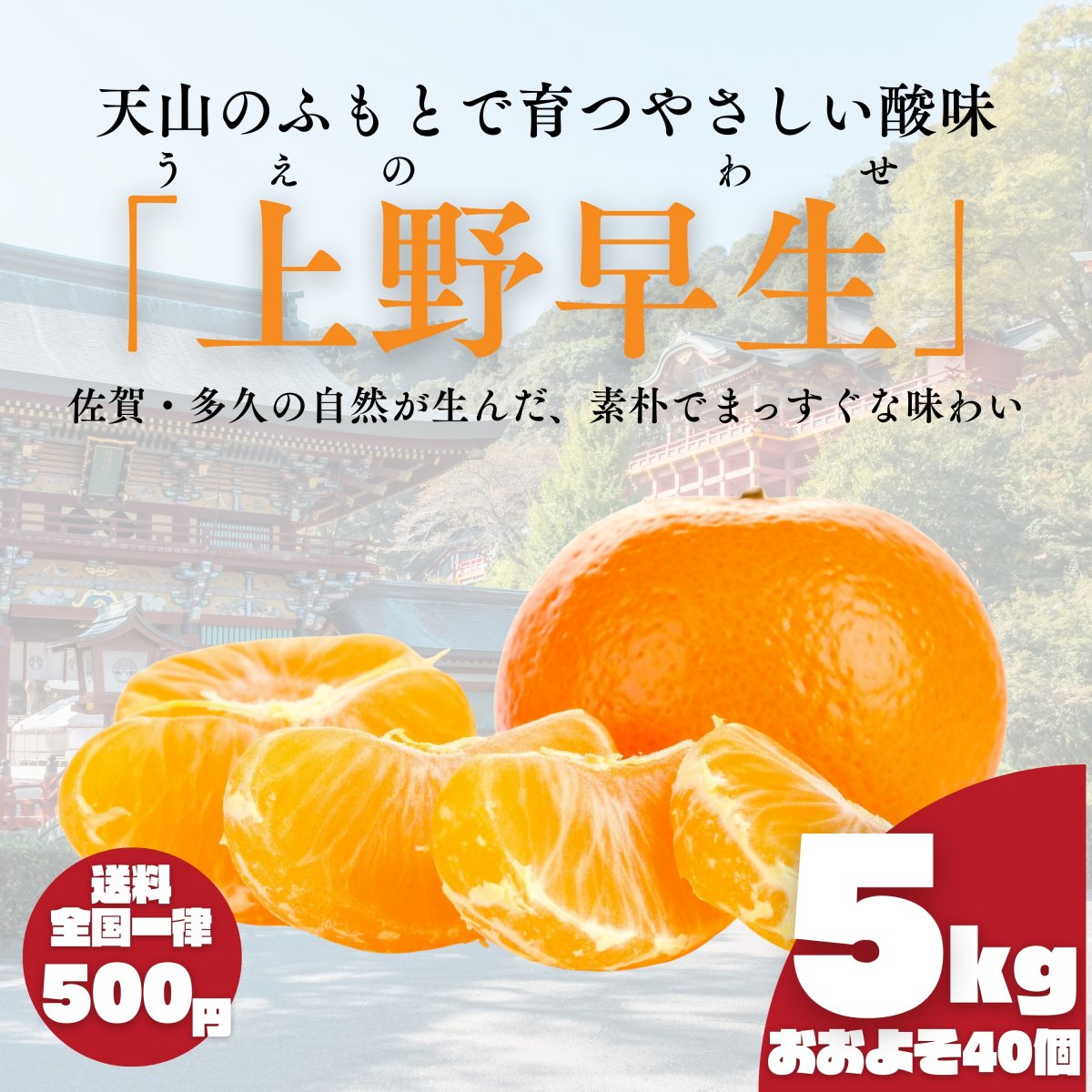 【数量限定】上野早生みかん 5kg｜佐賀県多久市｜減農薬・家族基準の安心果実｜産地直送