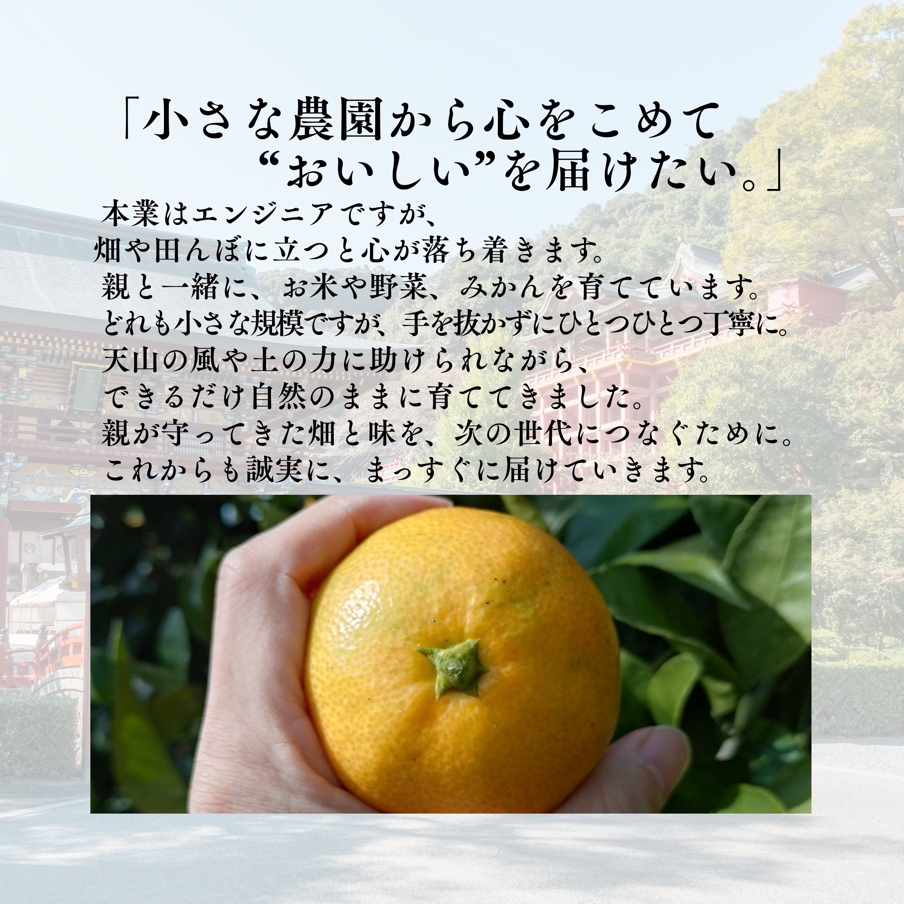 数量限定】2ヶ月追熟 青島温州みかん 5kg｜佐賀県多久市｜減農薬・家族