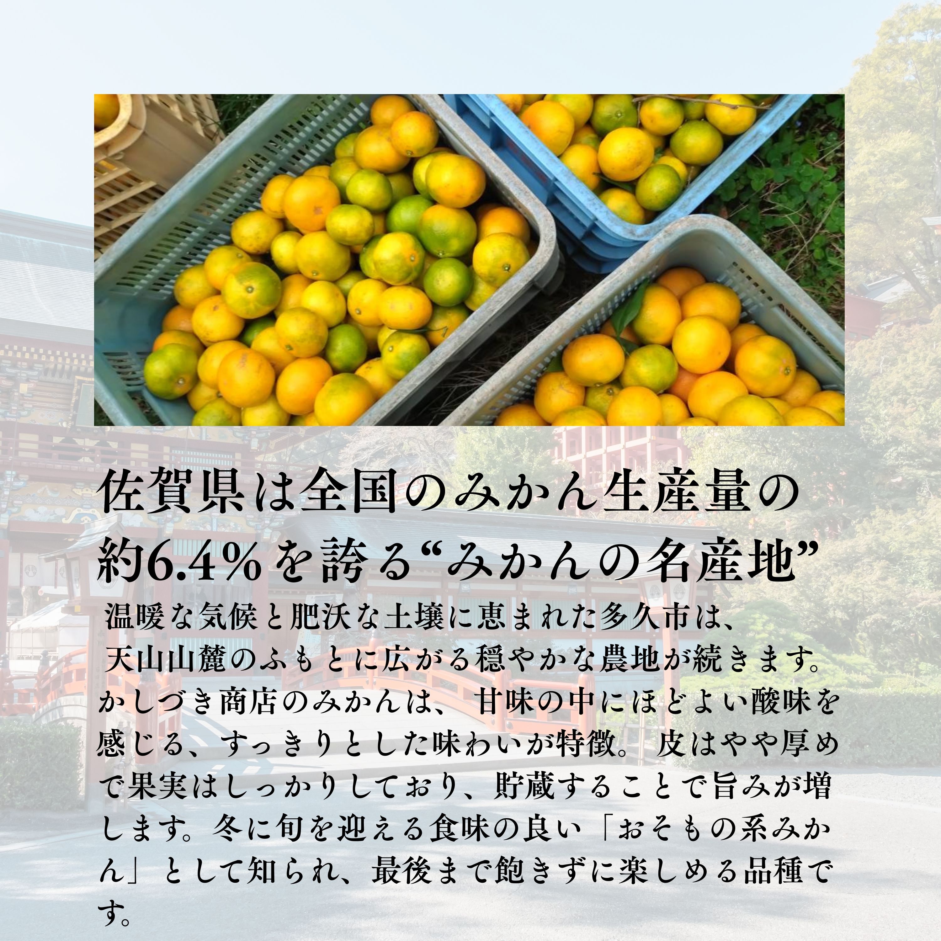 数量限定】2ヶ月追熟 青島温州みかん 5kg｜佐賀県多久市｜減農薬・家族