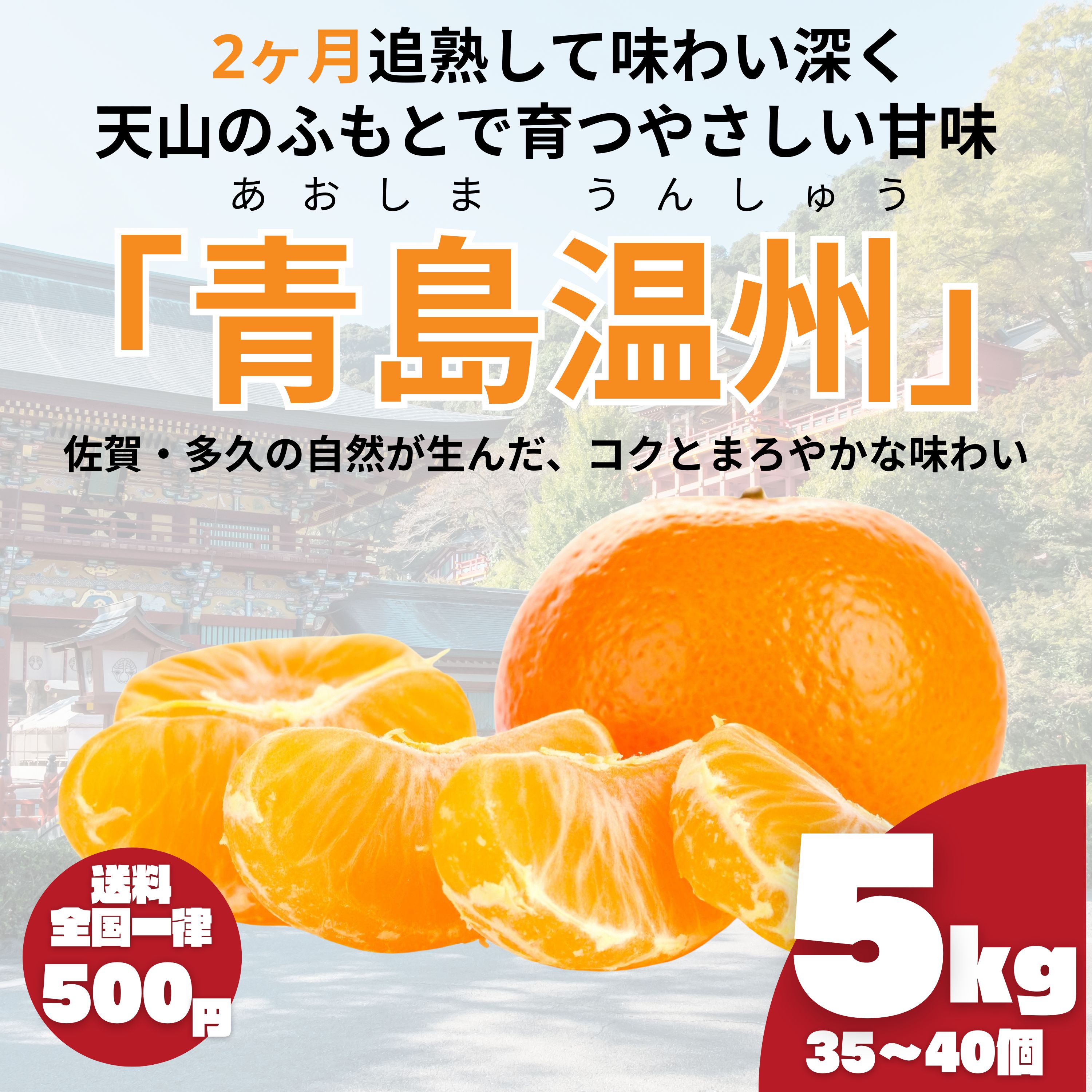 数量限定】2ヶ月追熟 青島温州みかん 5kg｜佐賀県多久市｜減農薬・家族