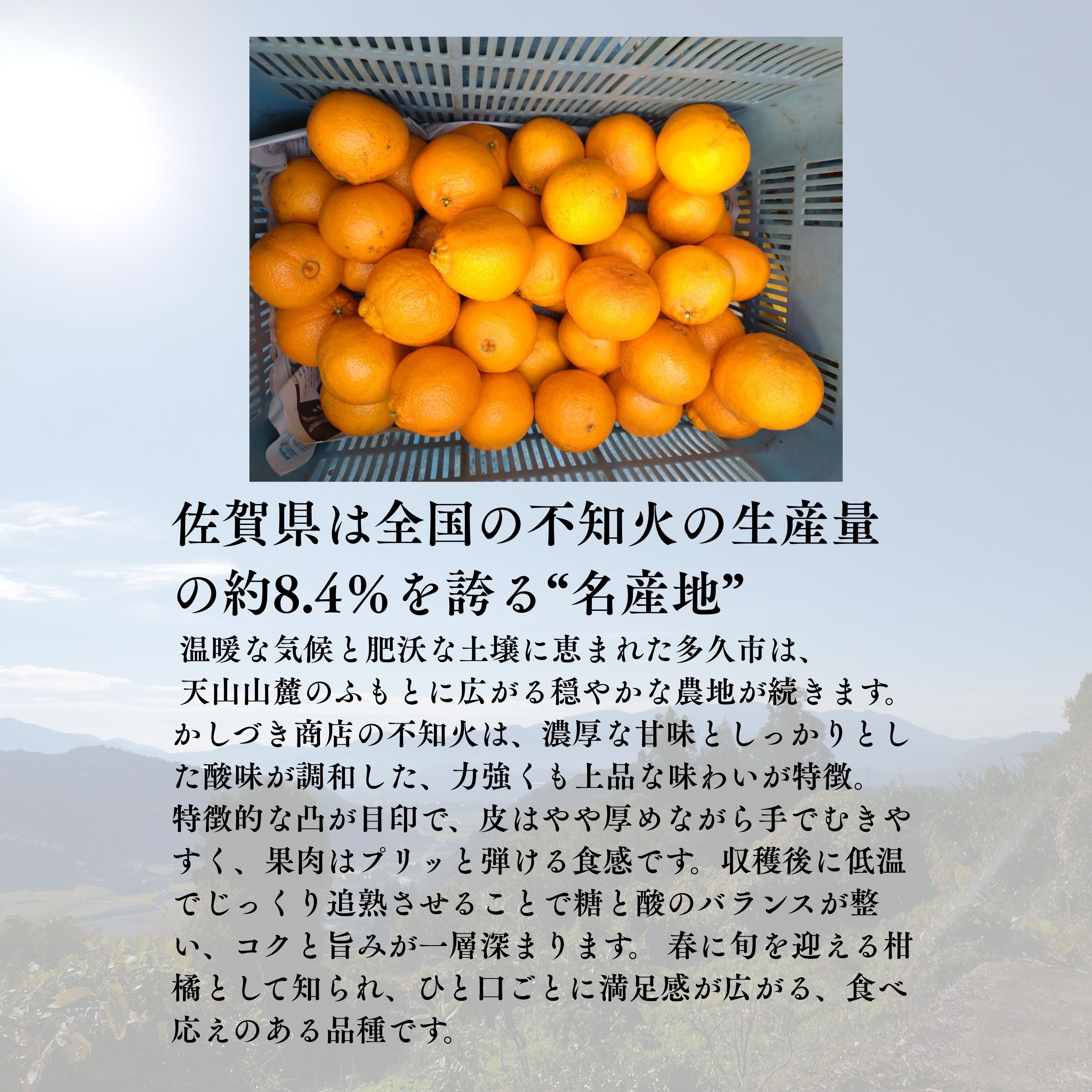 家庭用】2ヶ月追熟 不知火 4kg｜佐賀県多久市｜減農薬・家族基準