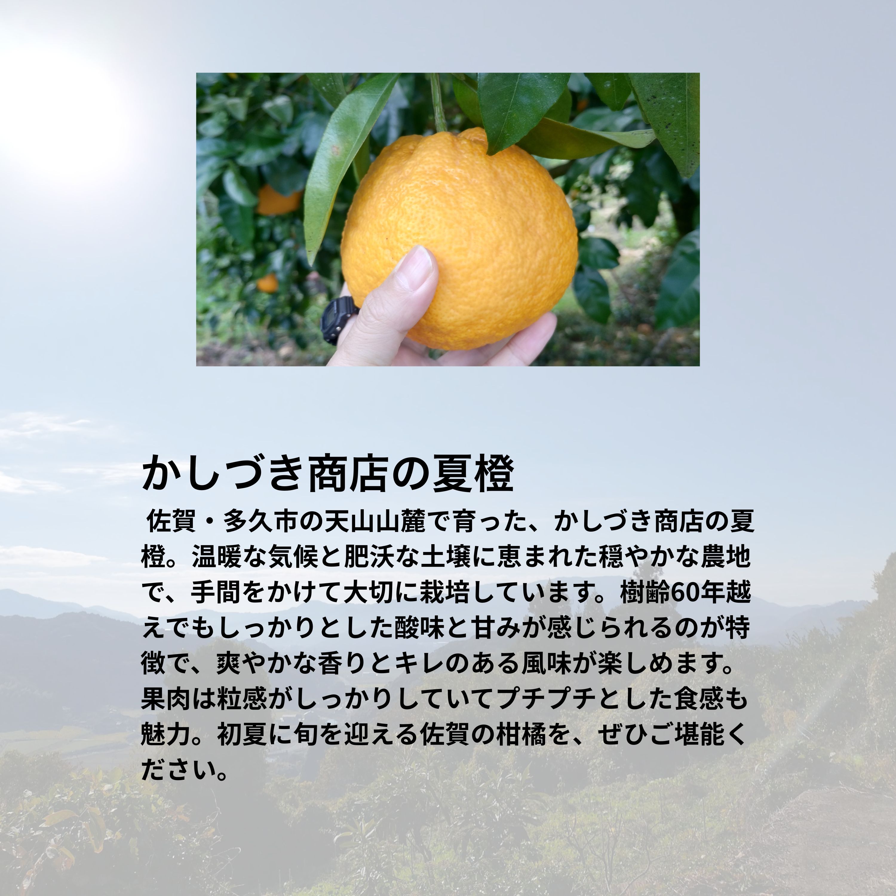数量限定家庭用】樹齢60年以上夏みかん 夏橙 約4kg 6個｜佐賀県多久