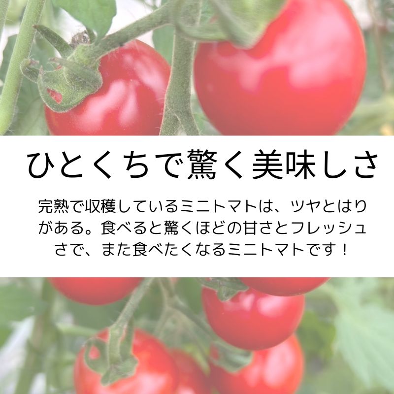 M様専用高ポイント！北海道栗山町鈴木農場【有機ミニトマト使用
