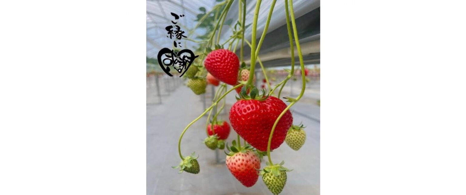 いちご狩り｜シニア（70歳以上）