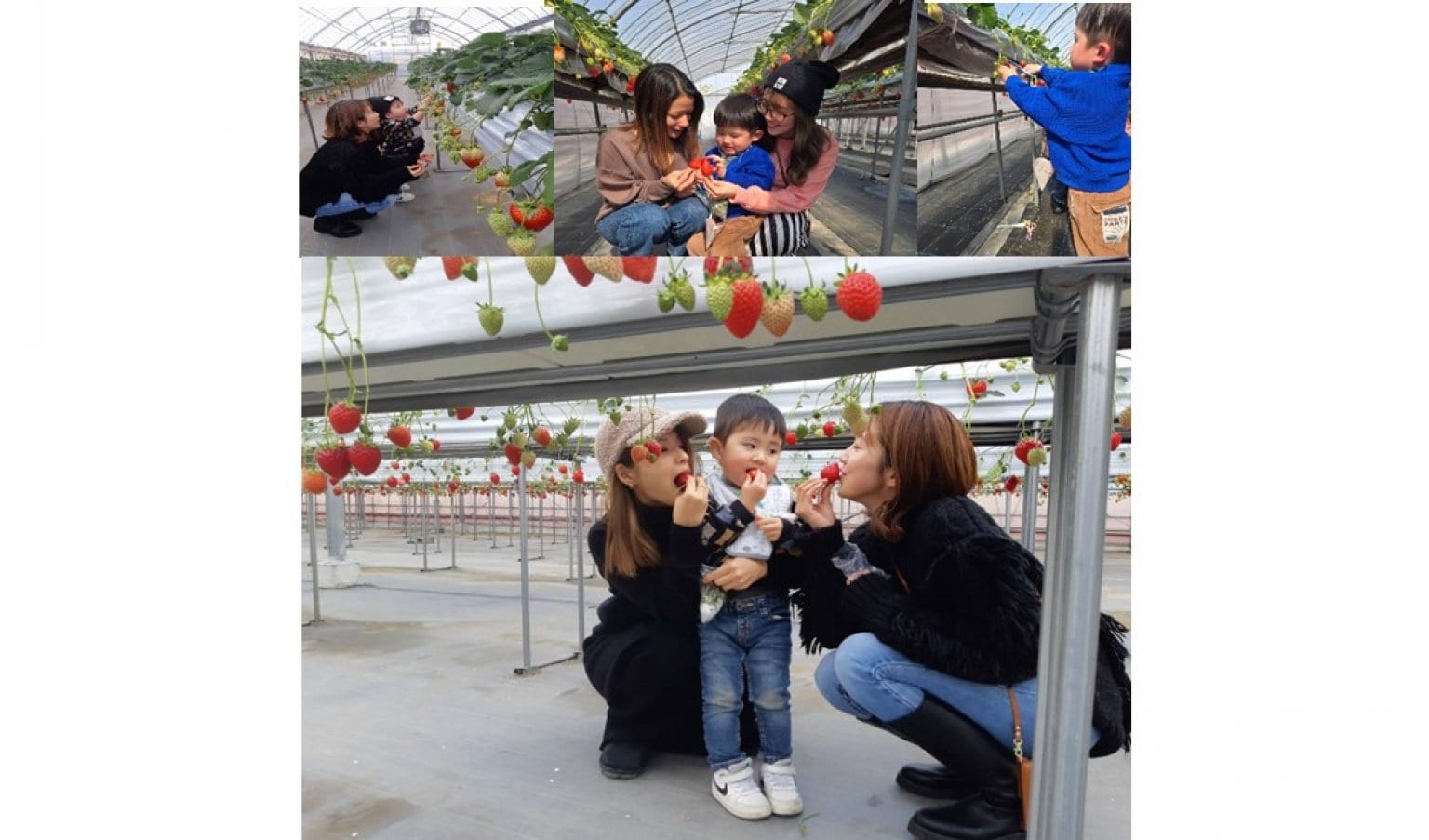 いちご狩り｜シニア（70歳以上）