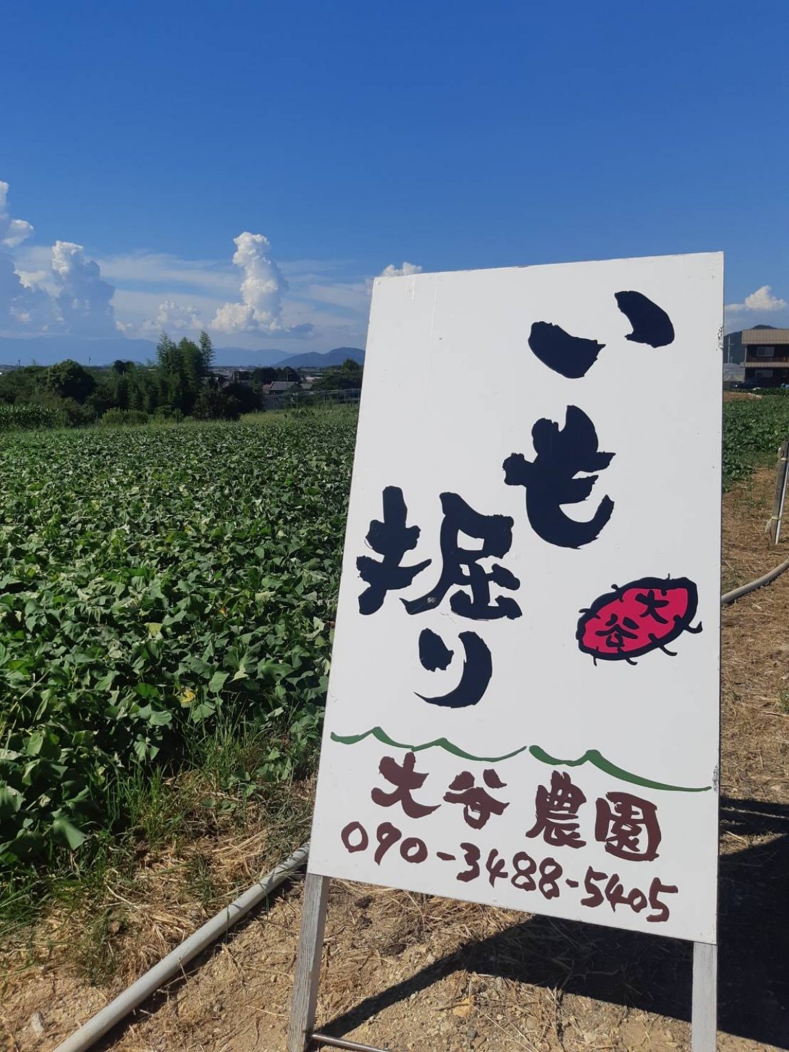 さつまいも掘り体験【１株５００円】