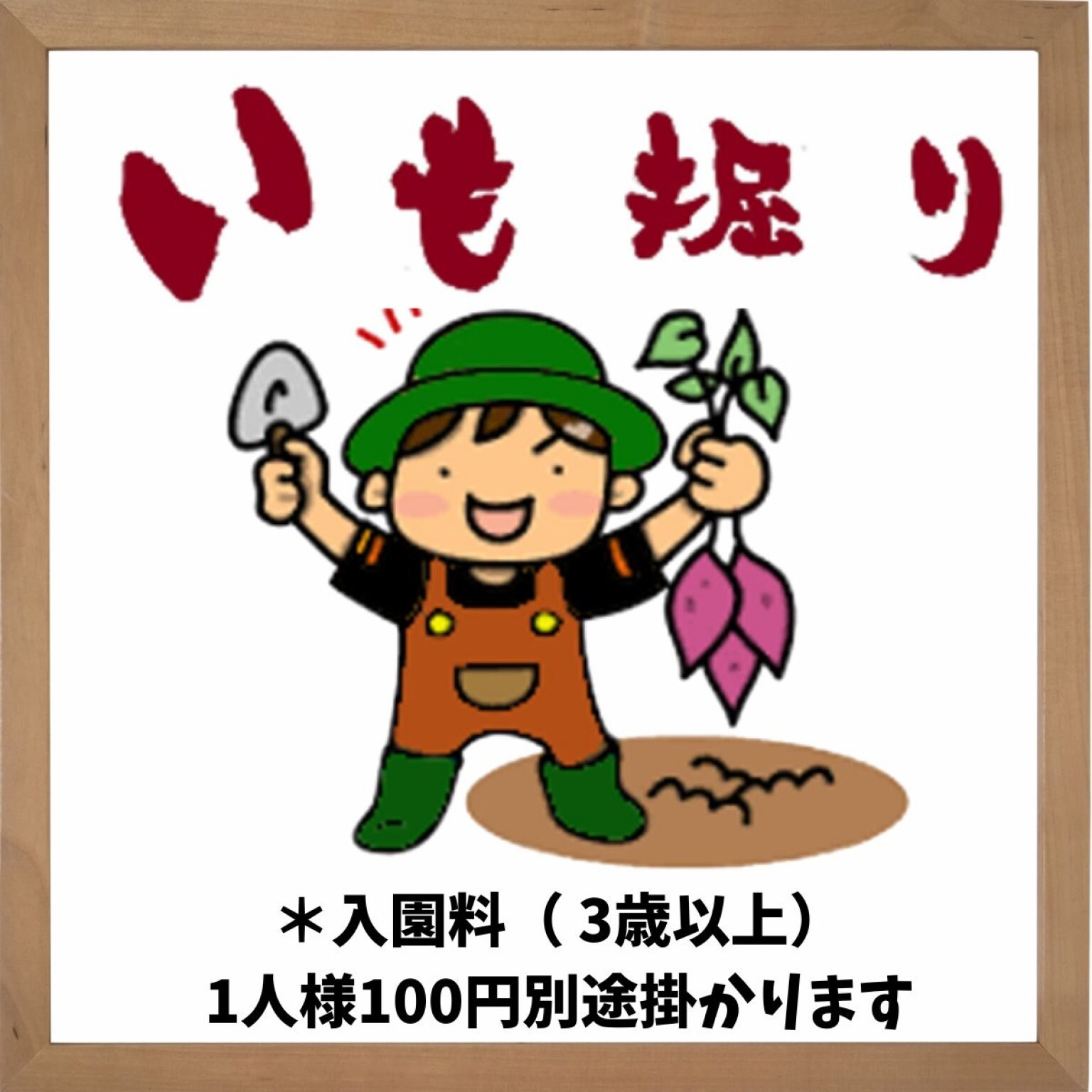 さつまいも掘り体験【1株500円】