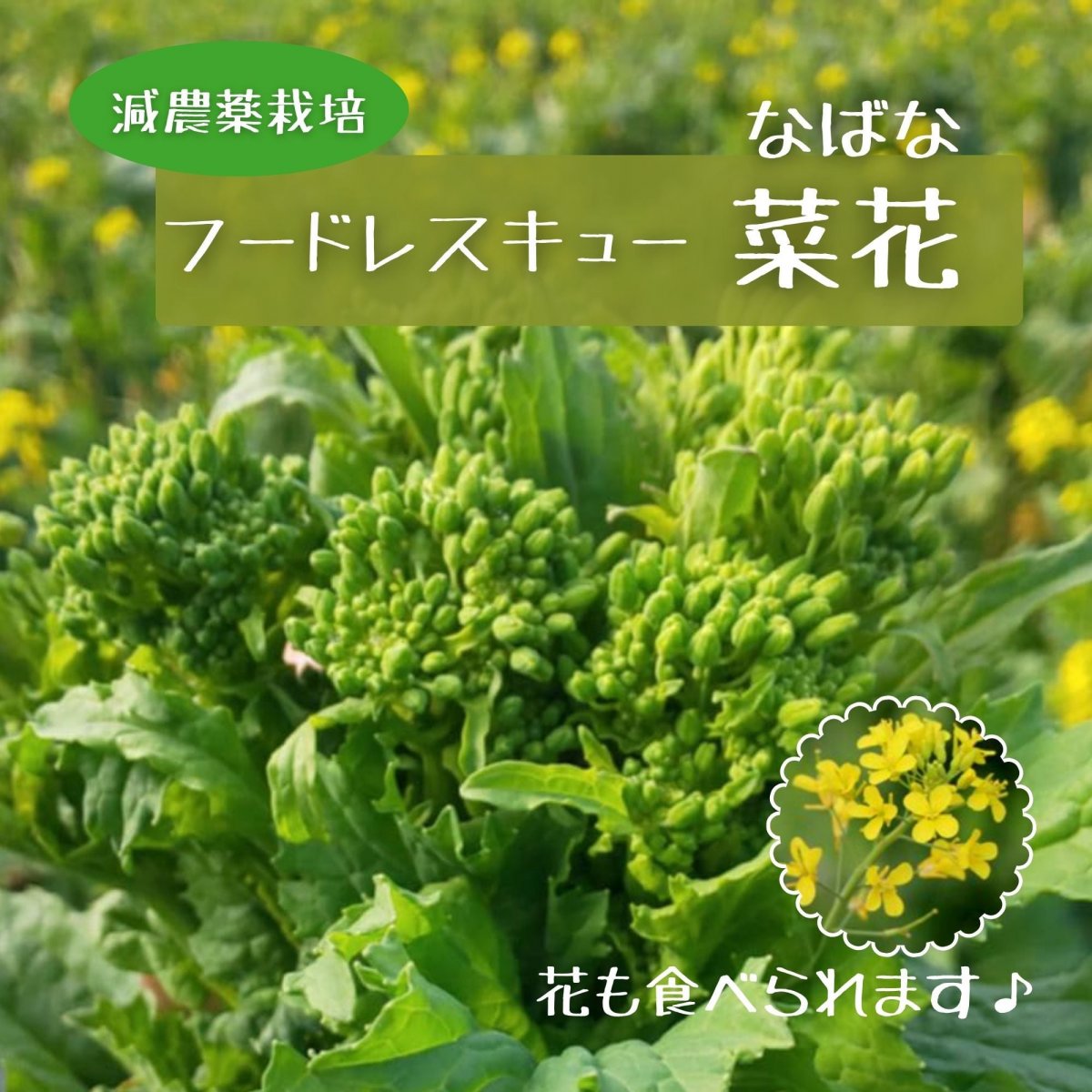 【フードレスキュー】【送料無料】減農薬 菜花 B品 1kg 千葉県鋸南町産