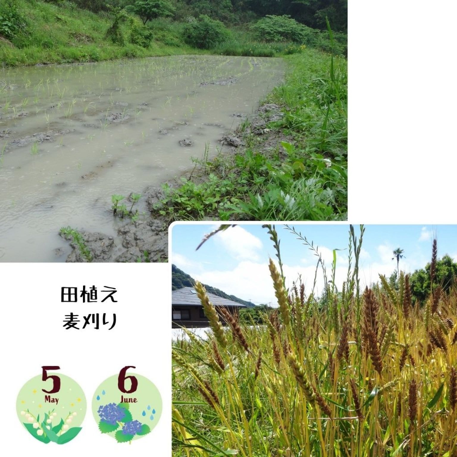 【高ポイント】季節のガスなし農家生活体験 千葉県鋸南町 ワークショップ 田舎暮らし ファームステイ  大人・子ども（4歳から）同一料金