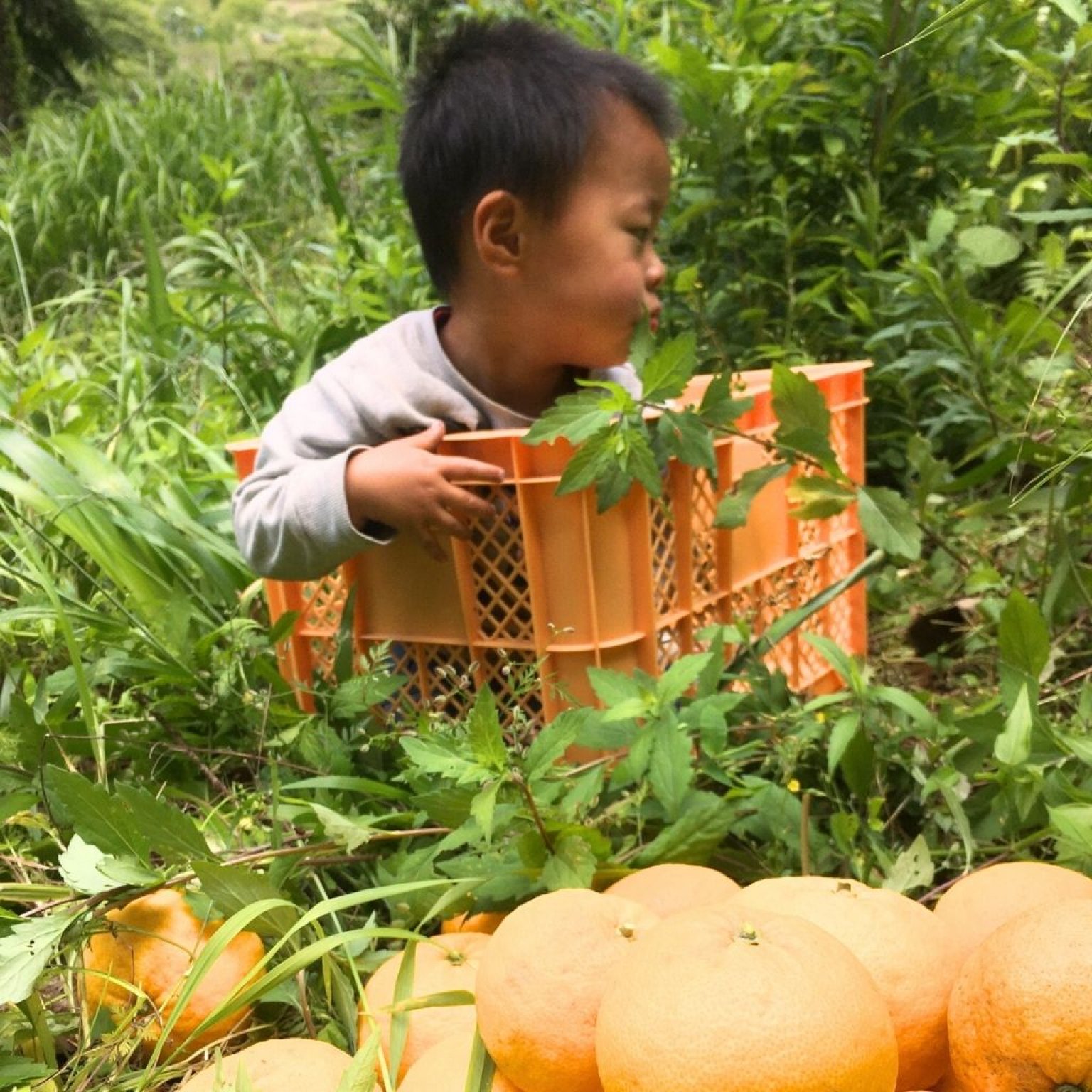 【高ポイント】季節のガスなし農家生活体験 千葉県鋸南町 ワークショップ 田舎暮らし ファームステイ  大人・子ども（4歳から）同一料金