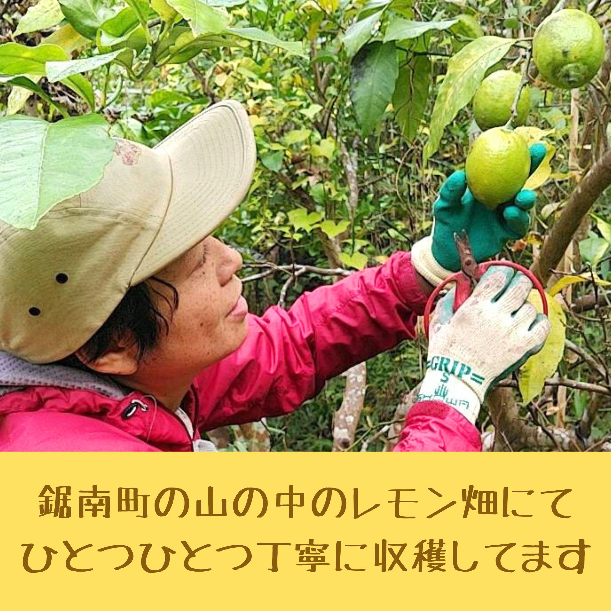 Kさま専用】農薬不使用レモン 3kg お届け