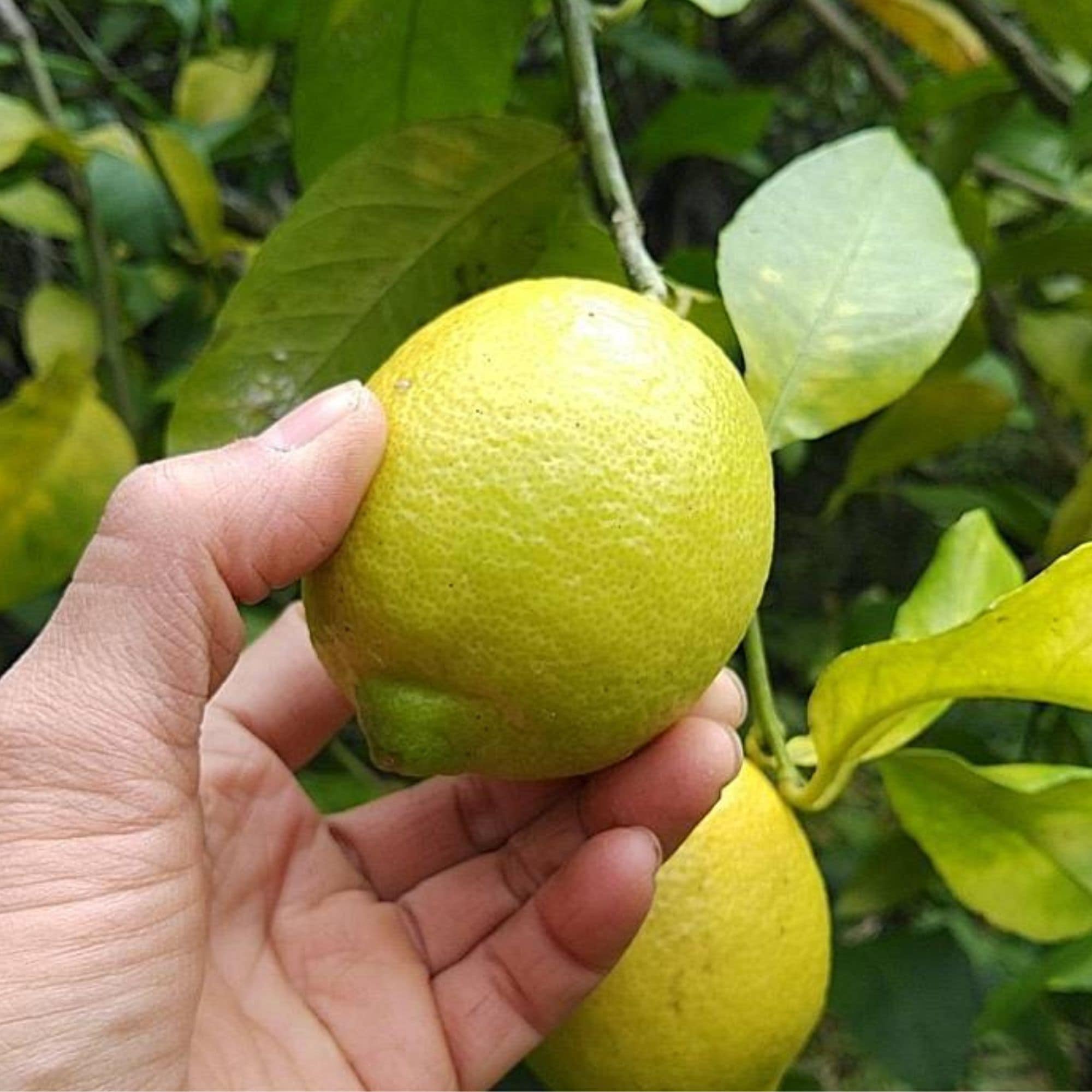 Kさま専用】農薬不使用レモン 3kg お届け