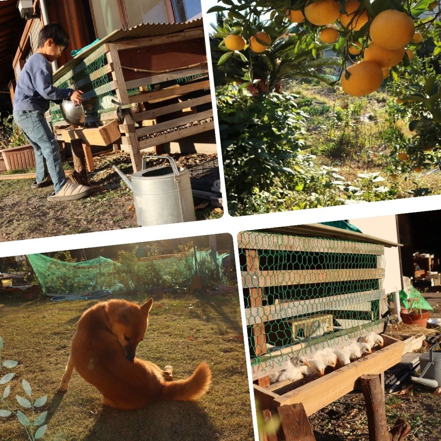 【高ポイント】季節のガスなし農家生活体験 千葉県鋸南町 ワークショップ 田舎暮らし ファームステイ  大人・子ども（4歳から）同一料金