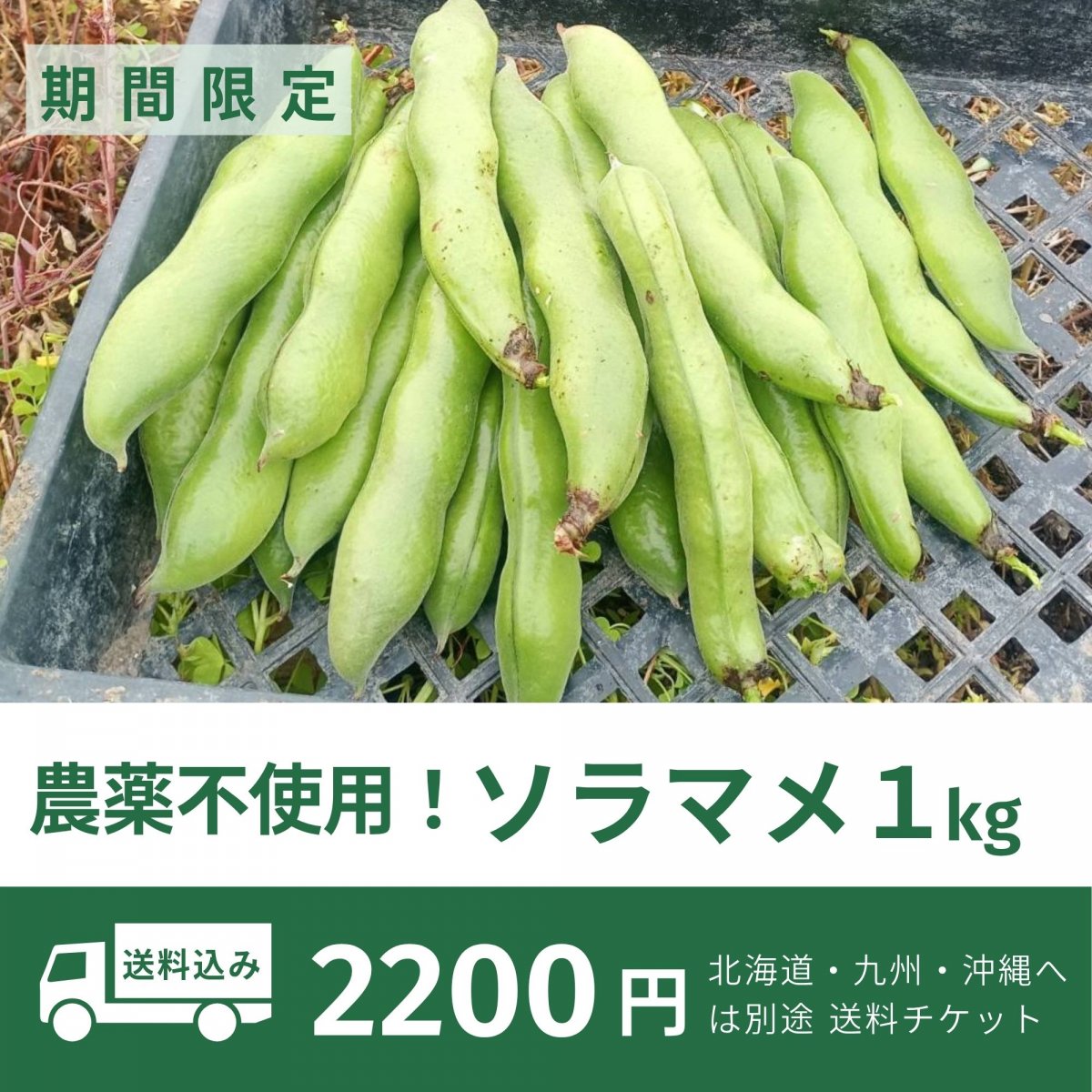 【送料込み】【高ポイント】今が旬！ソラマメ１kg 農薬不使用 千葉県鋸南町産  宅急便コンパクト 週末農家ゆず屋