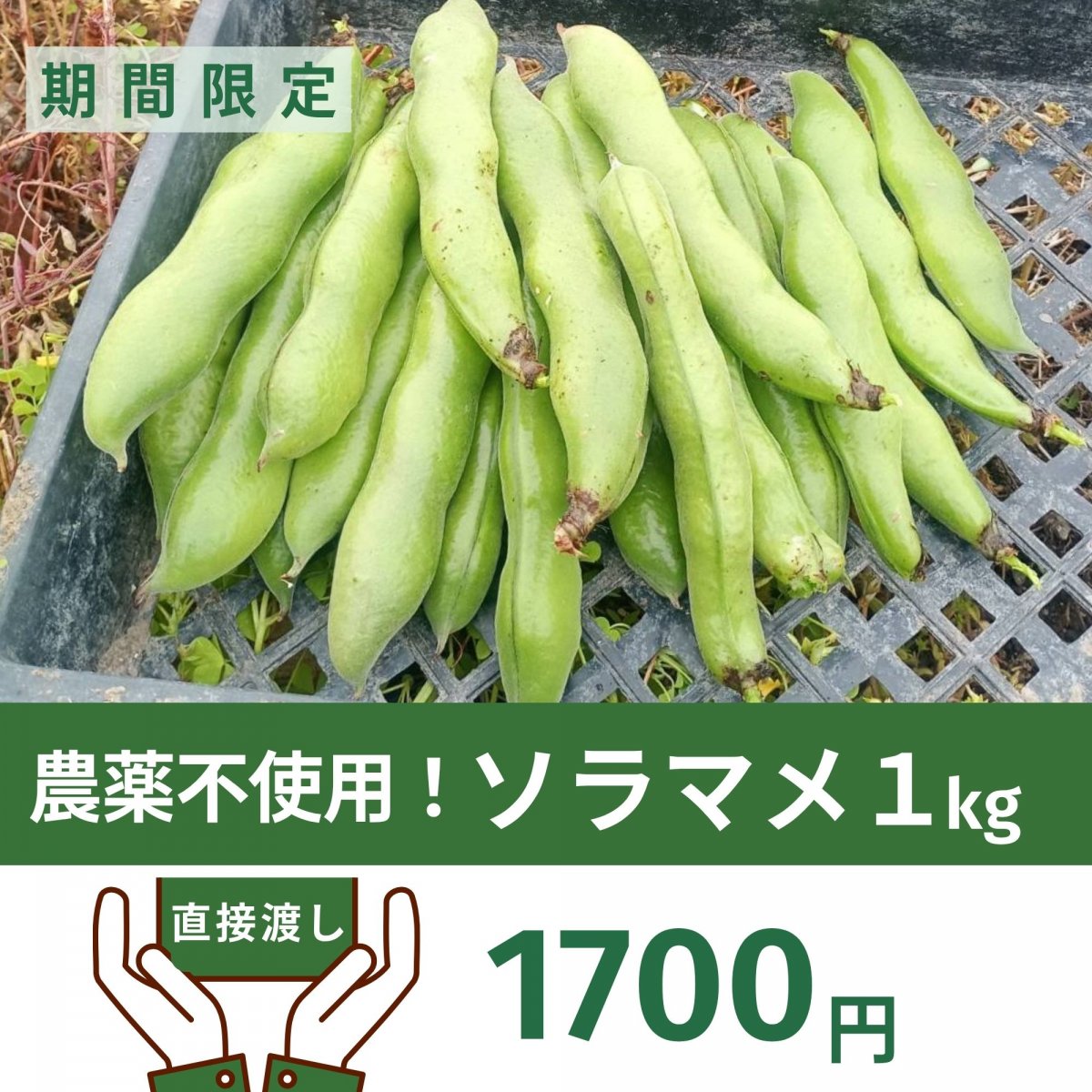 【直接お渡し】【高ポイント】今が旬！ソラマメ１kg 農薬不使用 千葉県鋸南町産  週末農家ゆず屋