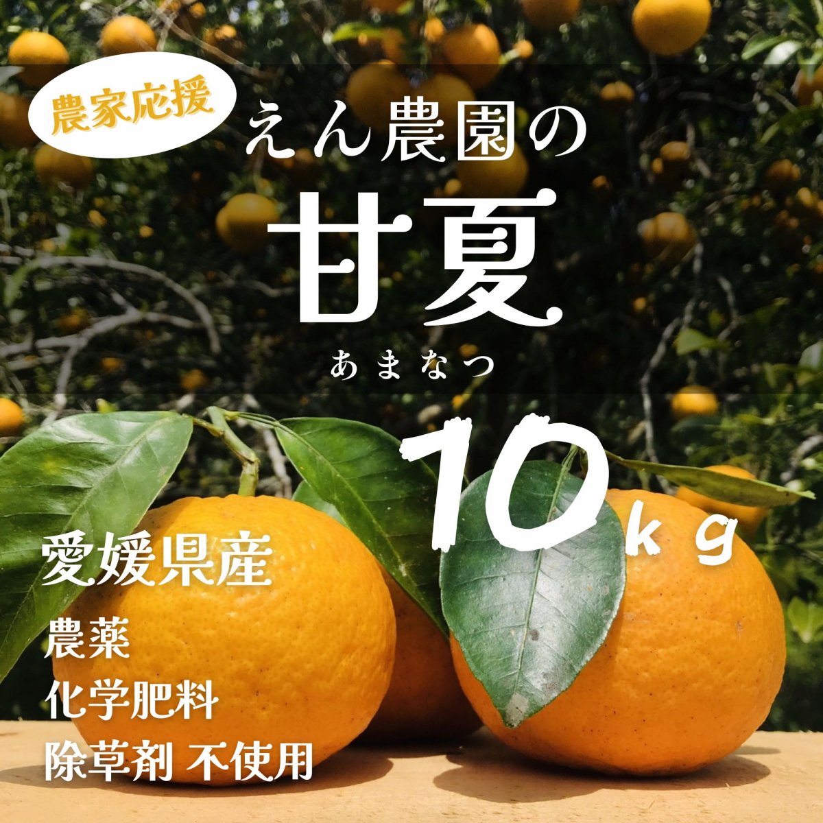 【高ポイント】甘夏 １０ｋｇ えん農園 自然栽培 木成り完熟 農薬・化学肥料・除草剤不使用 愛媛県愛南町 みかん 柑橘類