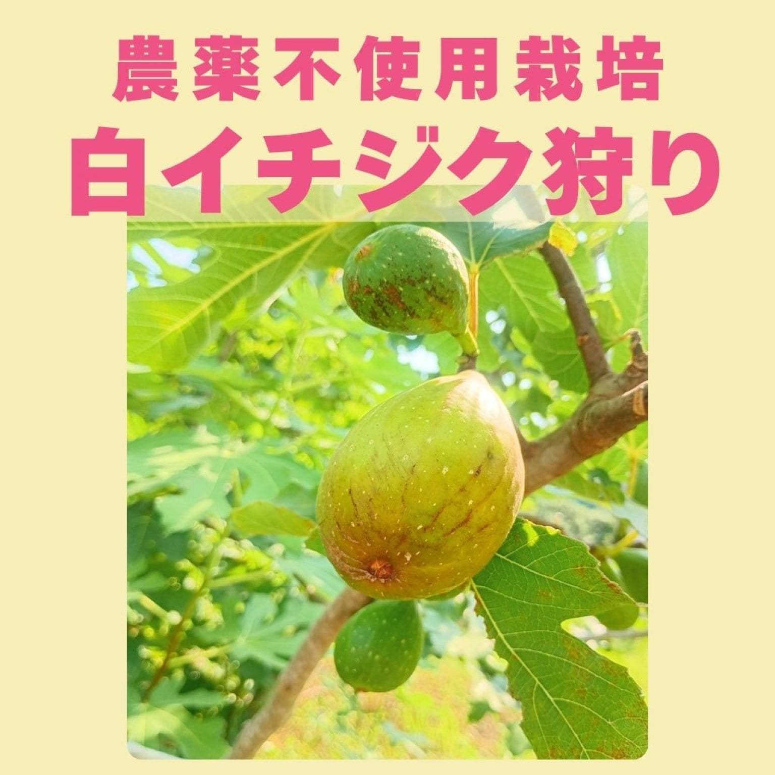 【高ポイント】【現地払いのみ】白イチジク狩り 無農薬栽培@ゆず屋 千葉県鋸南町 週末農家ゆず屋