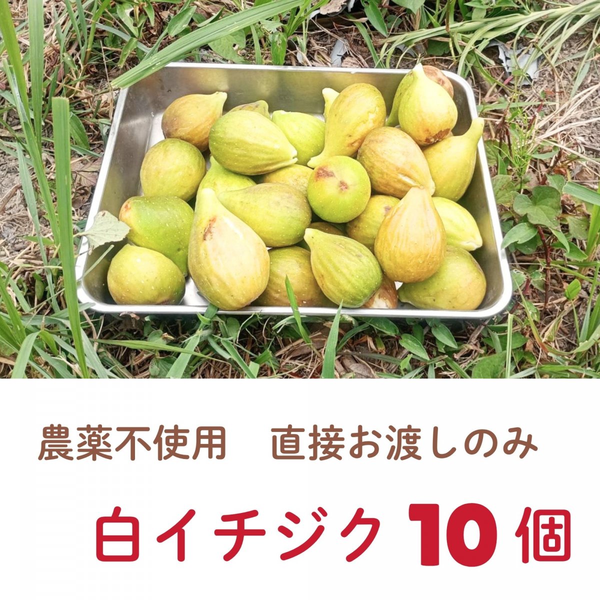 【高ポイント】【直接お渡しのみ】白イチジク バナーネ 農薬不使用  千葉県鋸南町 週末農家ゆず屋