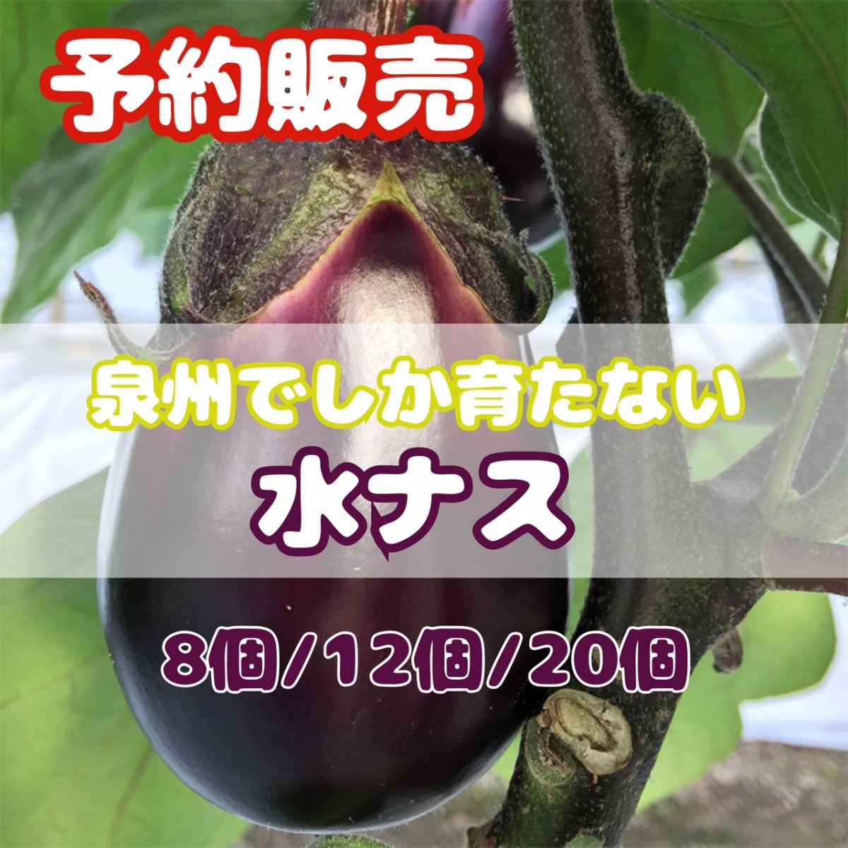 【予約販売】泉州の水ナス/8個