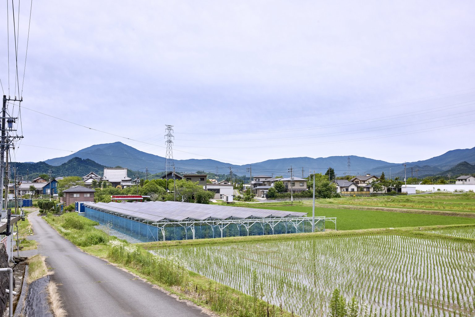 ブルーベリー狩り60分食べ放題コース / 大人  2400円/6/15〜8/9