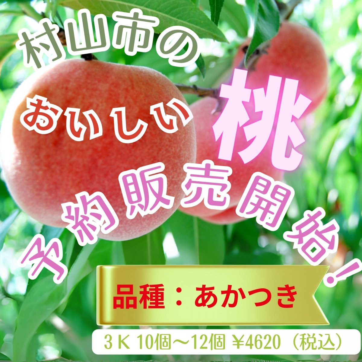 桃：あかつき・山形県村山市のおいしい桃３キロ（10玉〜１２玉）を予約販売