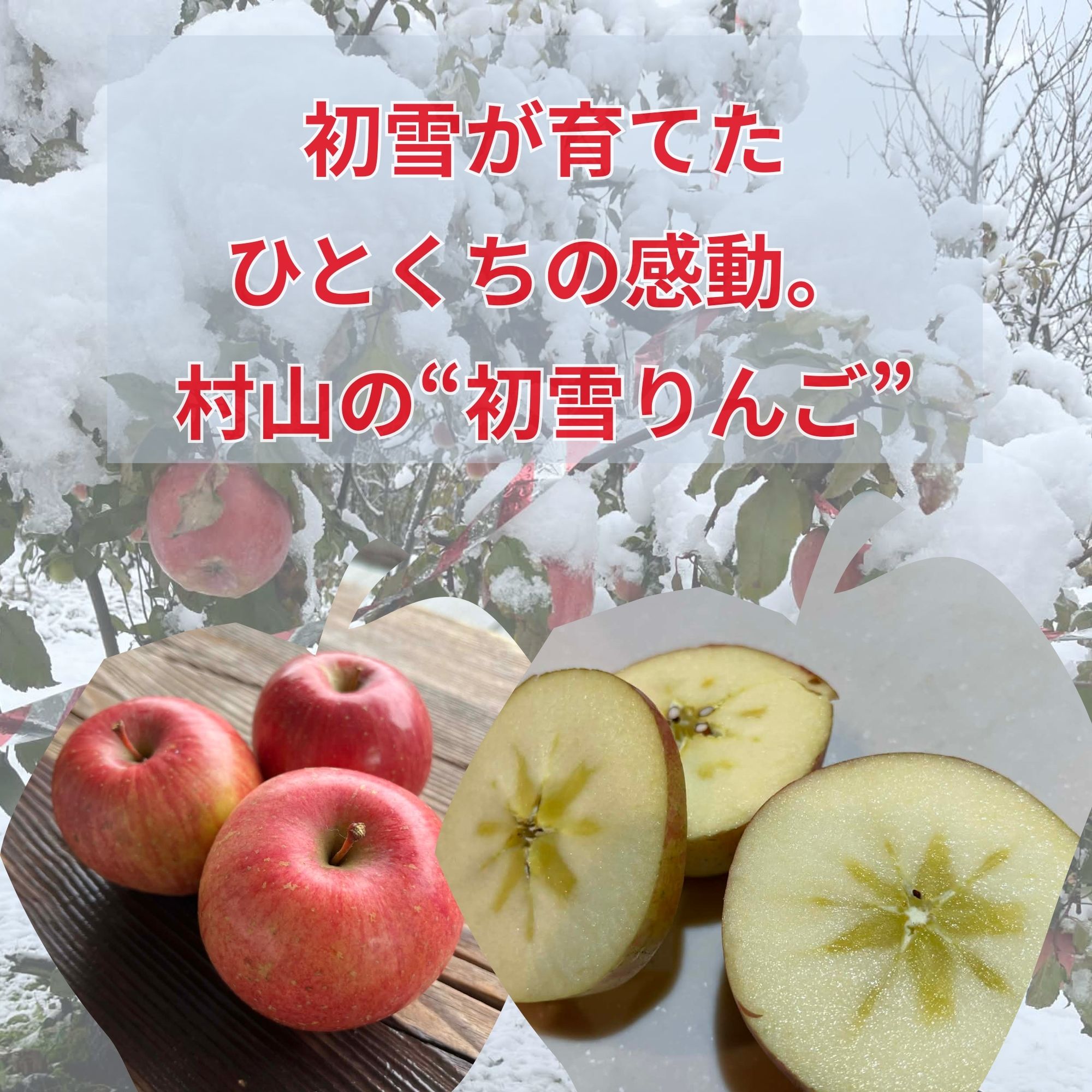 予約販売開始】ひとくちの感動ふじ5k 山形県村山市の“りんご”（約