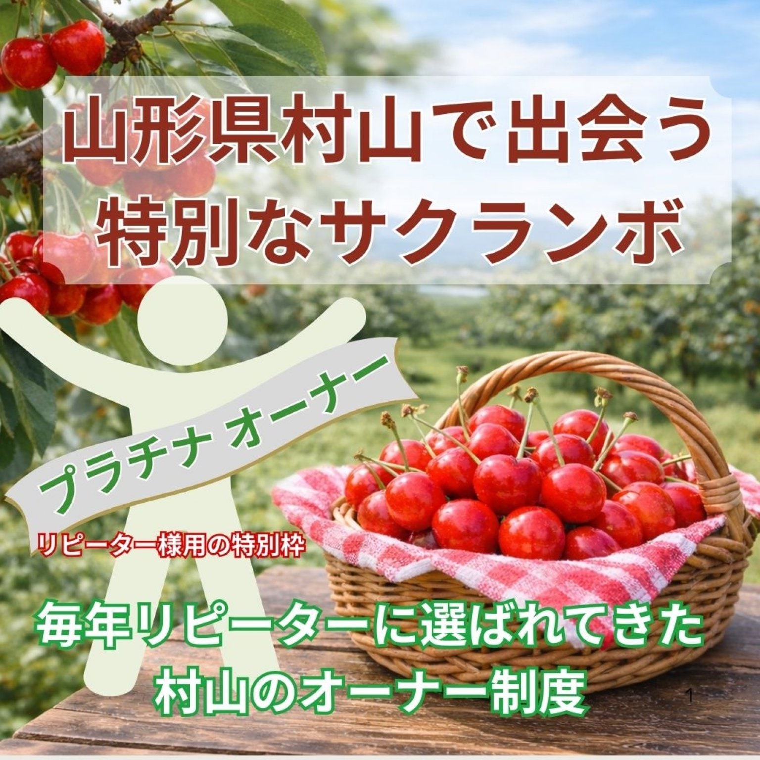 【プラチナ会員リピーター様用】 山形県村山市 サクランボの木オーナー「実る時間ごと、手に入れる。」