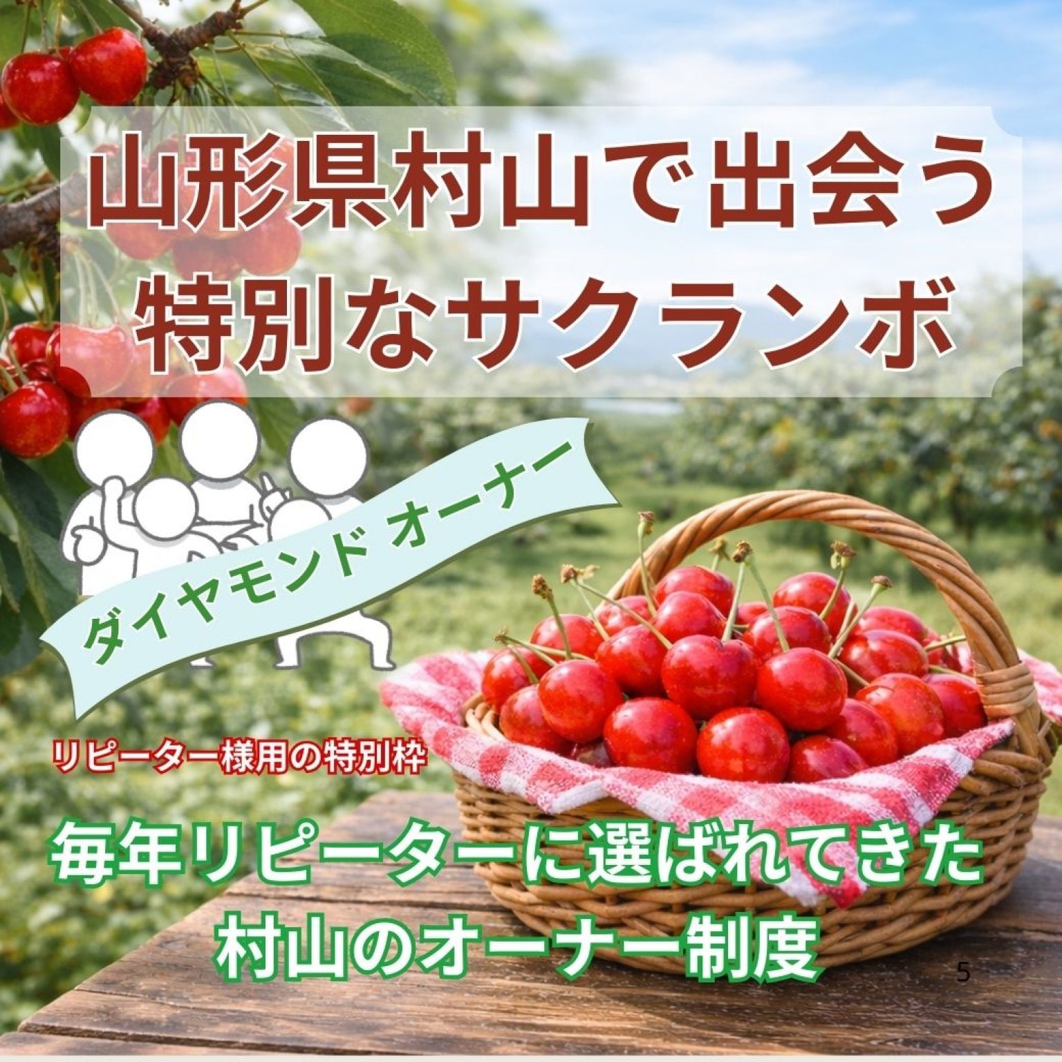 【ダイヤモンド会員・リピーター様用】 山形県村山市 サクランボの木オーナー「実る時間ごと、手に入れ...