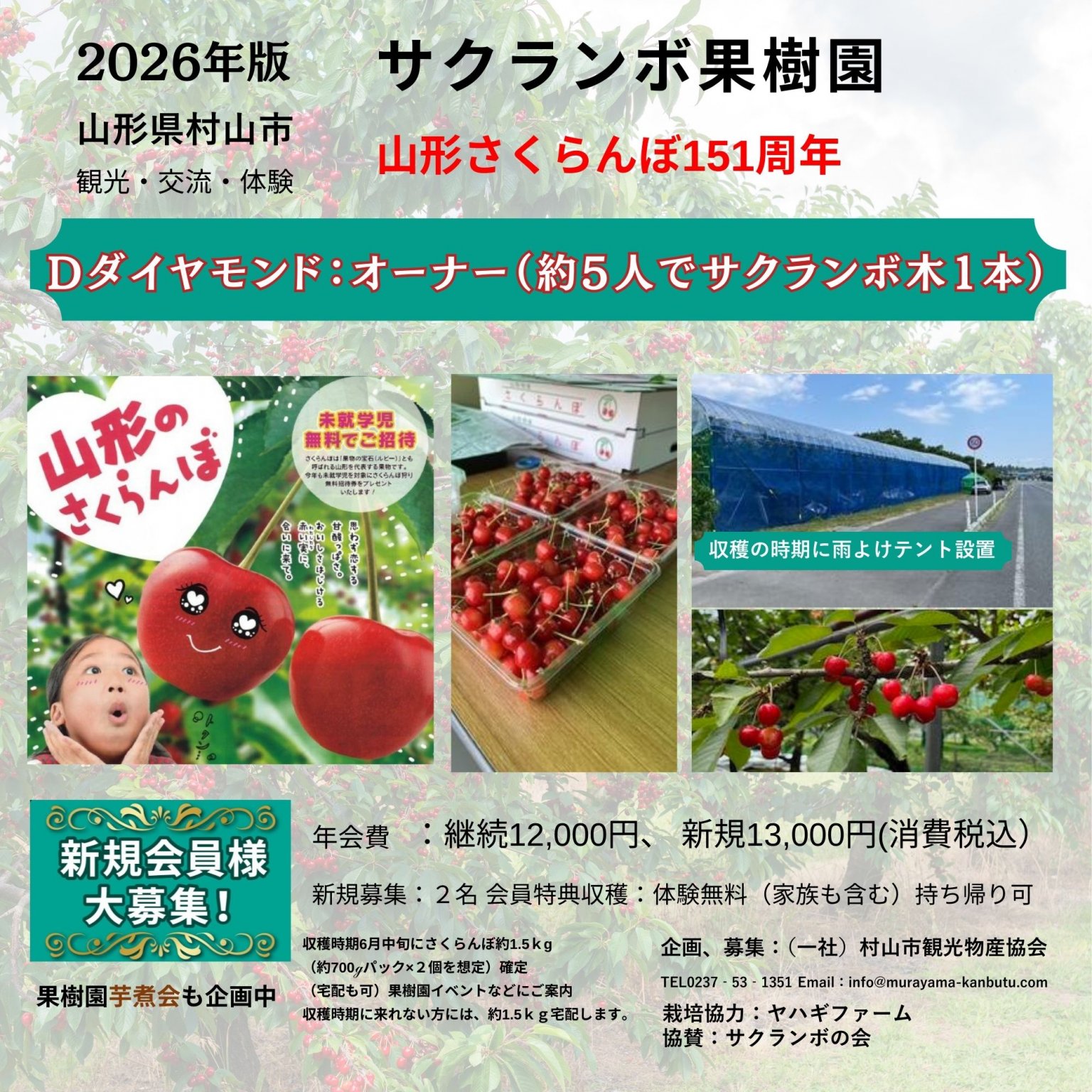 【ダイヤモンド会員・リピーター様用】 山形県村山市 サクランボの木オーナー「実る時間ごと、手に入れる。」