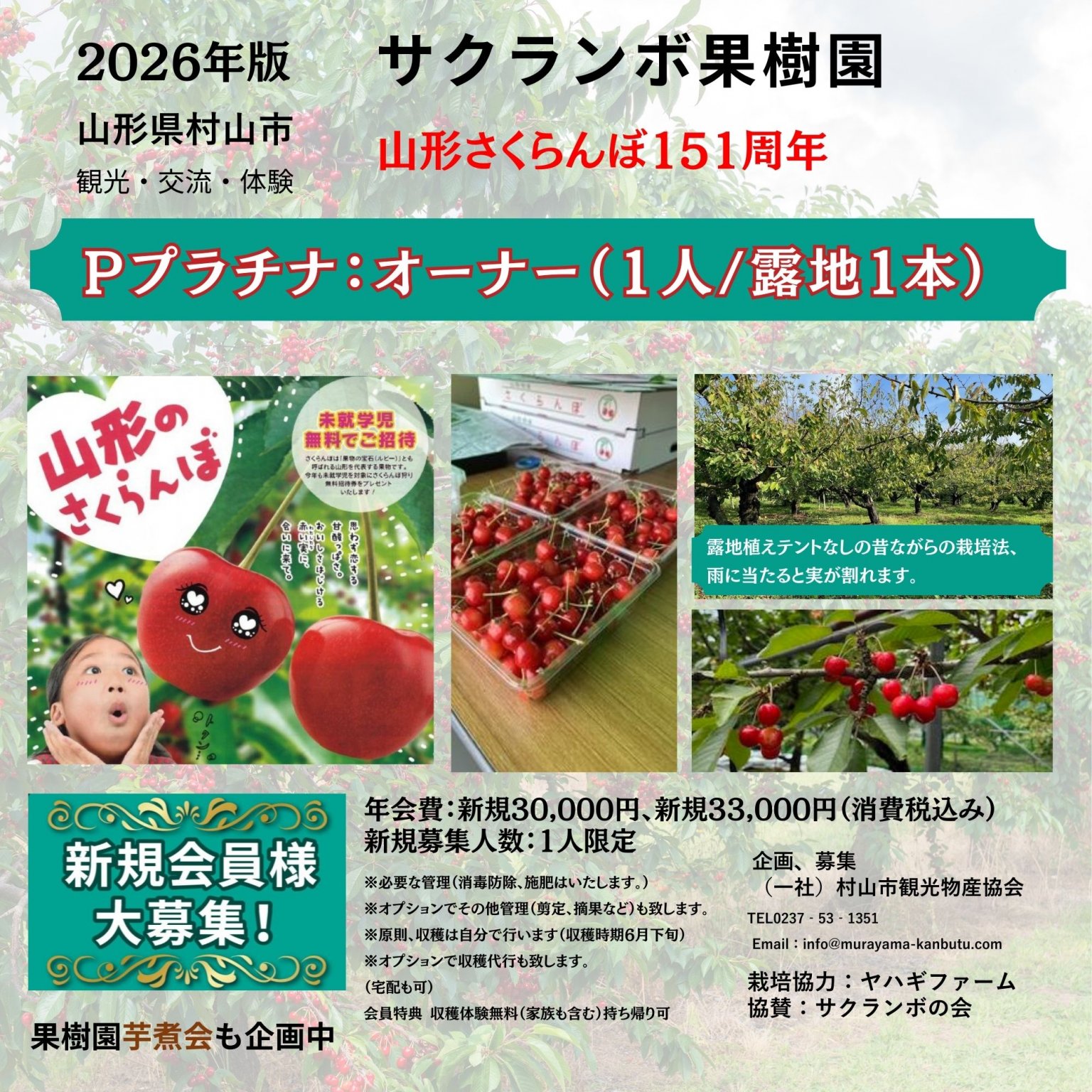 【プラチナ会員リピーター様用】 山形県村山市 サクランボの木オーナー「実る時間ごと、手に入れる。」
