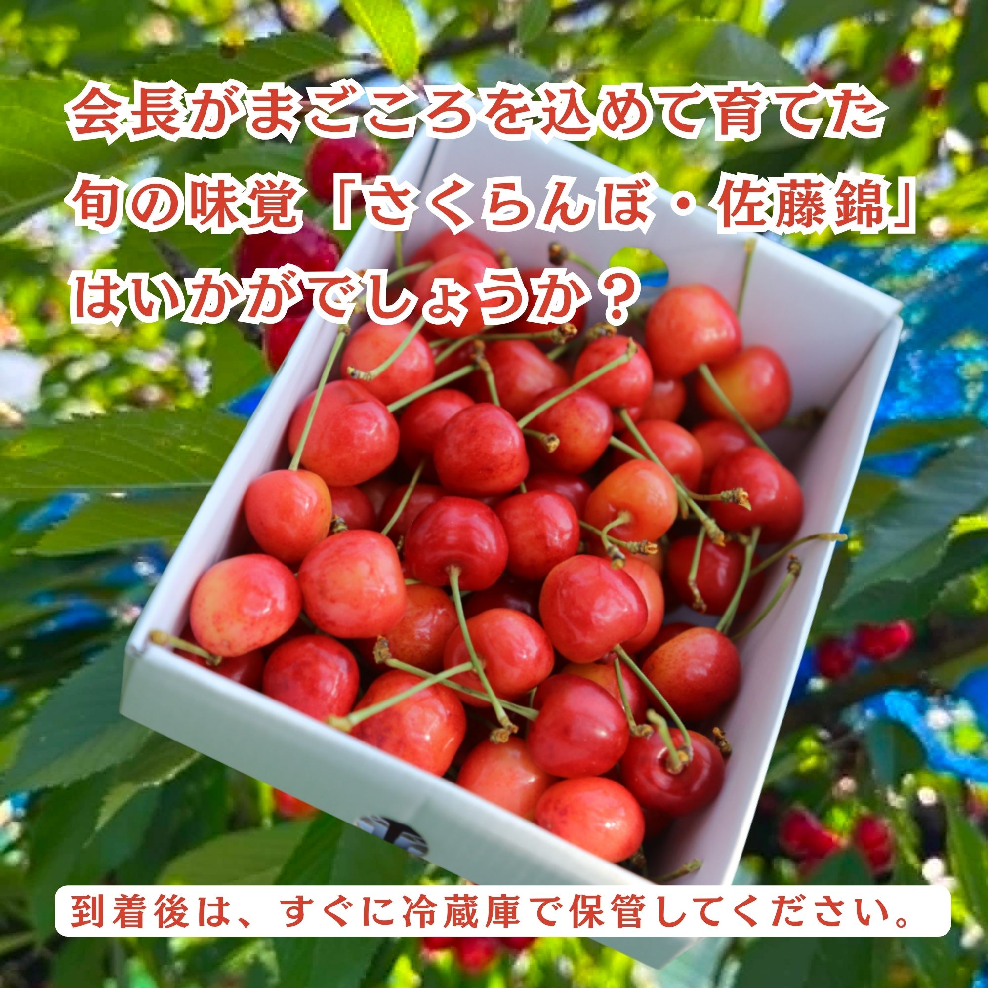 会長が育てた美味しいさくらんぼ・佐藤錦【家庭用・数量限定・送料込 