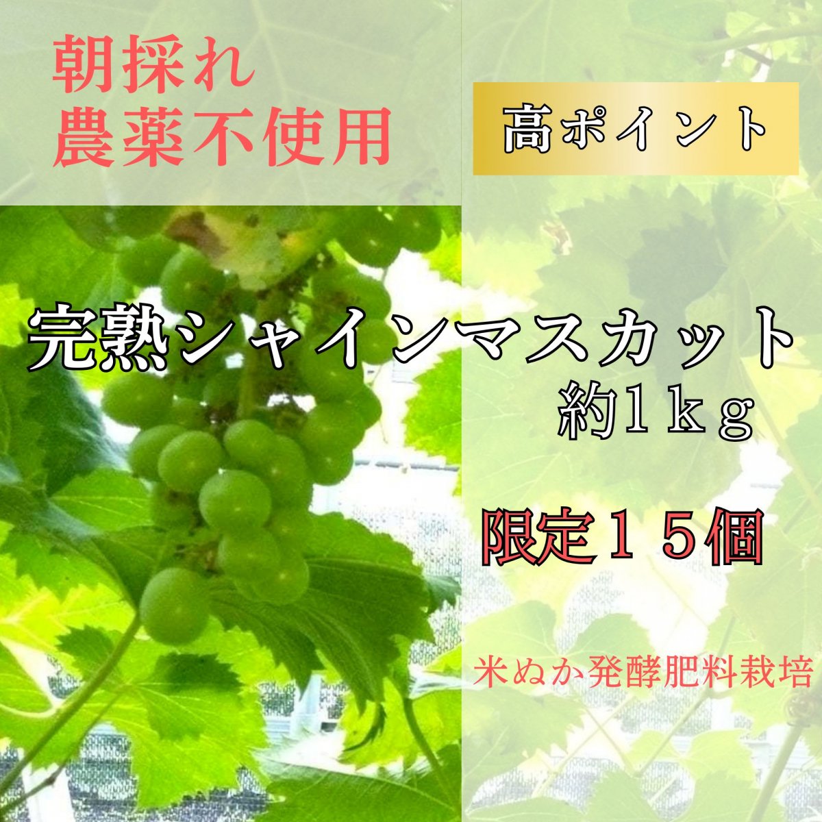完熟シャインマスカット　ご家庭用　1キロ以上/サイズフリー　農薬不使用　米ぬか発酵肥料栽培　受注後朝収獲ー即出荷　割引運賃適用
