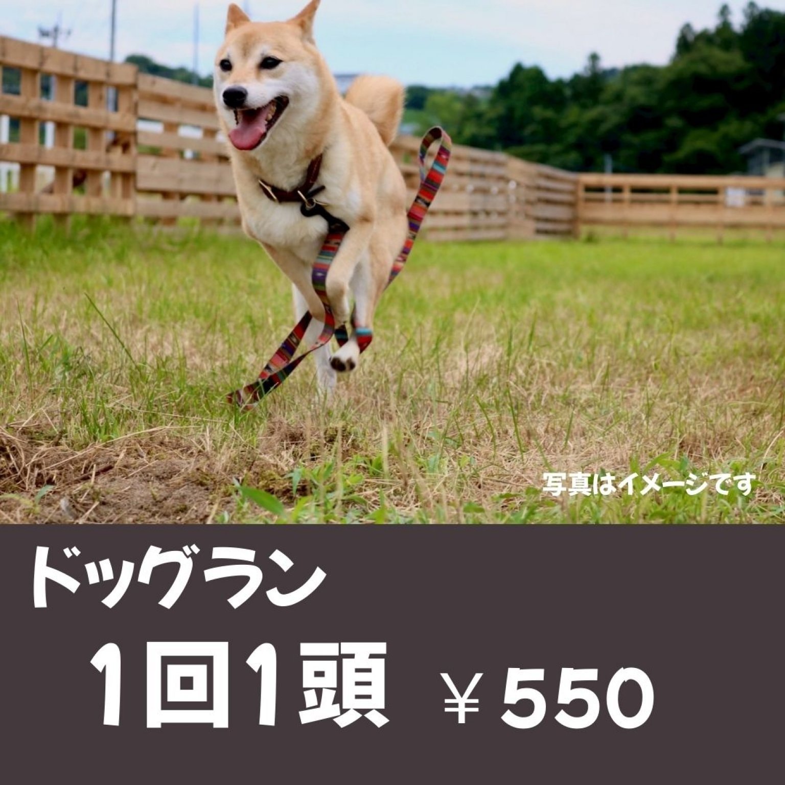 ドッグラン_1か月使い放題（多頭飼い2頭目から）