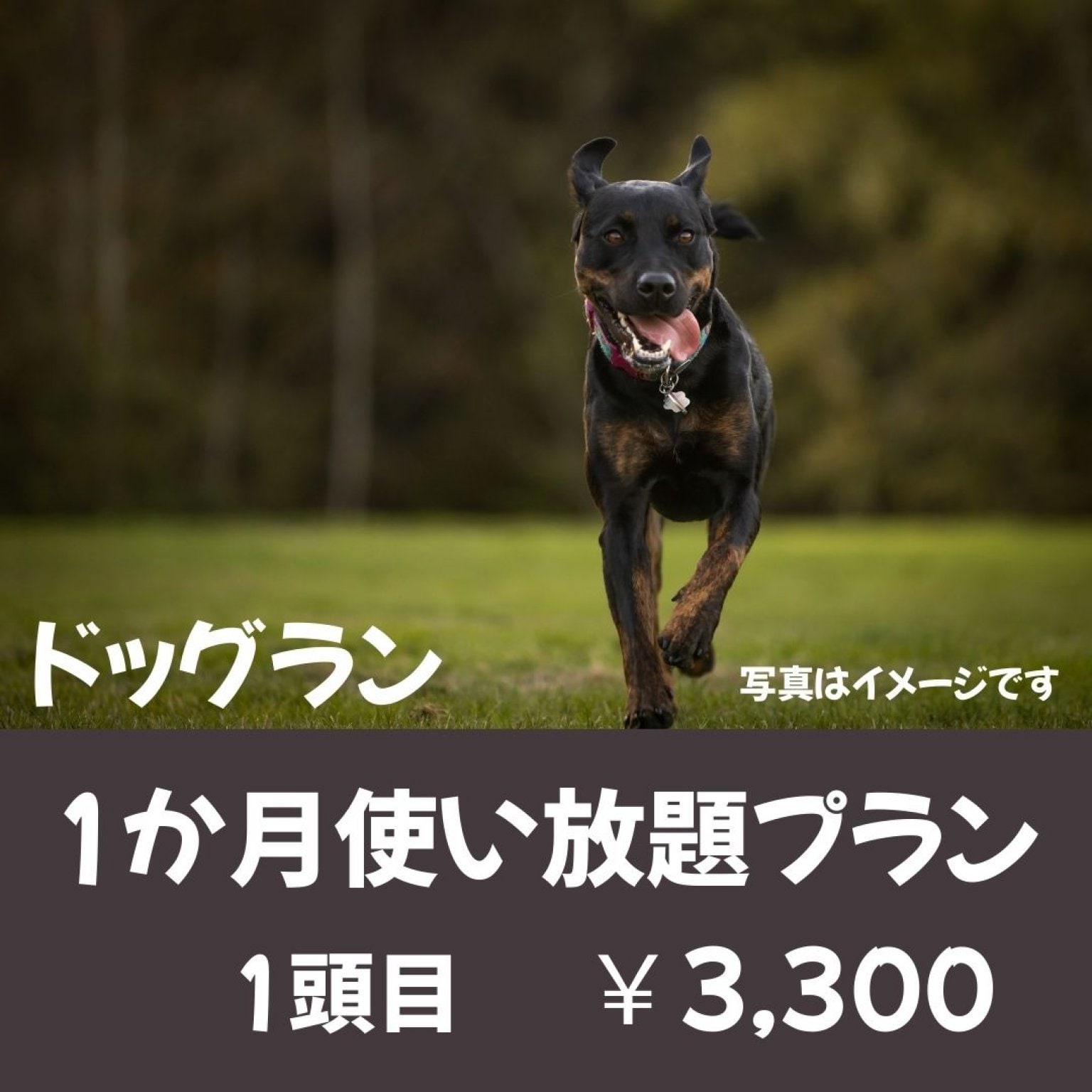 ドッグラン_1か月使い放題（多頭飼い2頭目から）