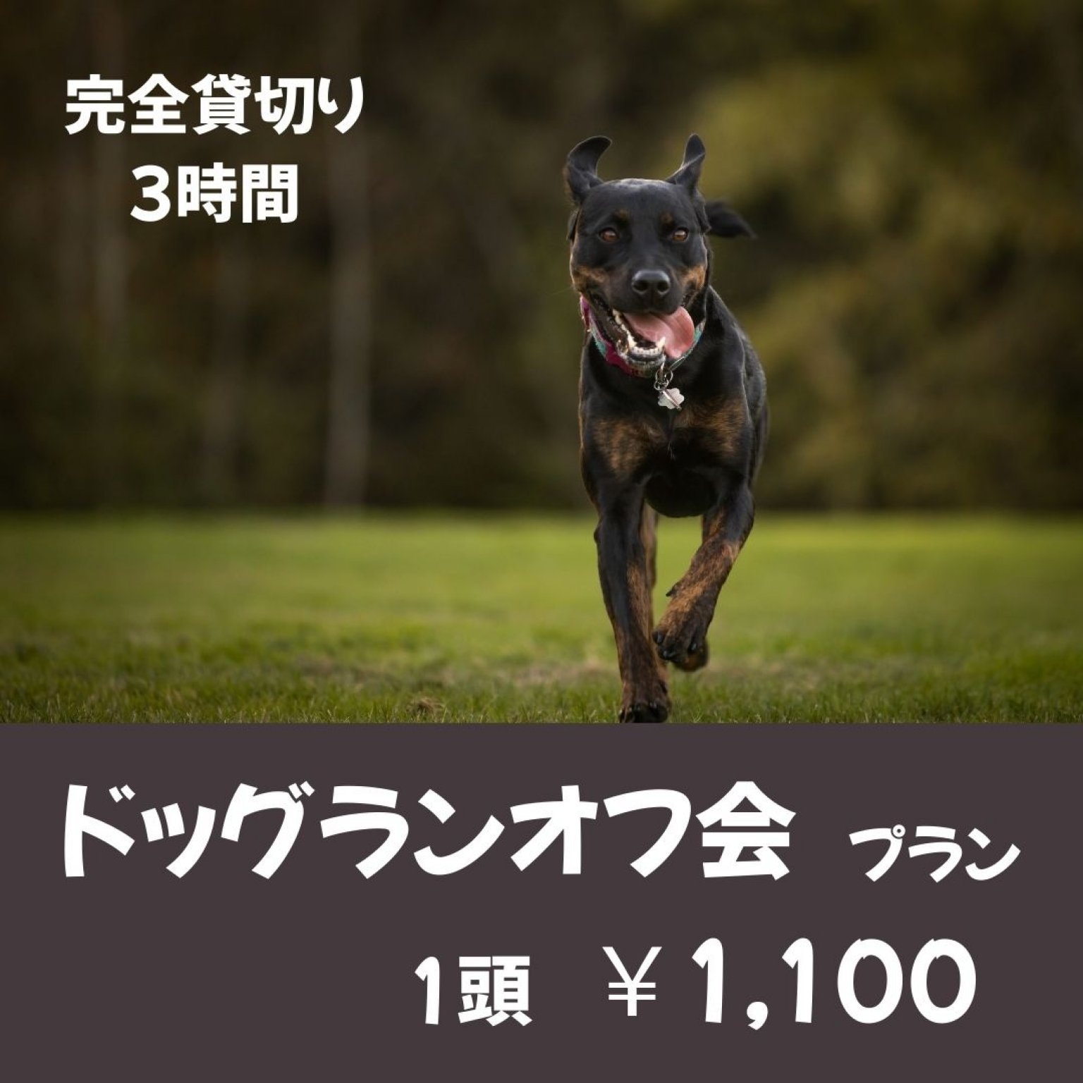 ドッグラン_1か月使い放題（多頭飼い2頭目から）