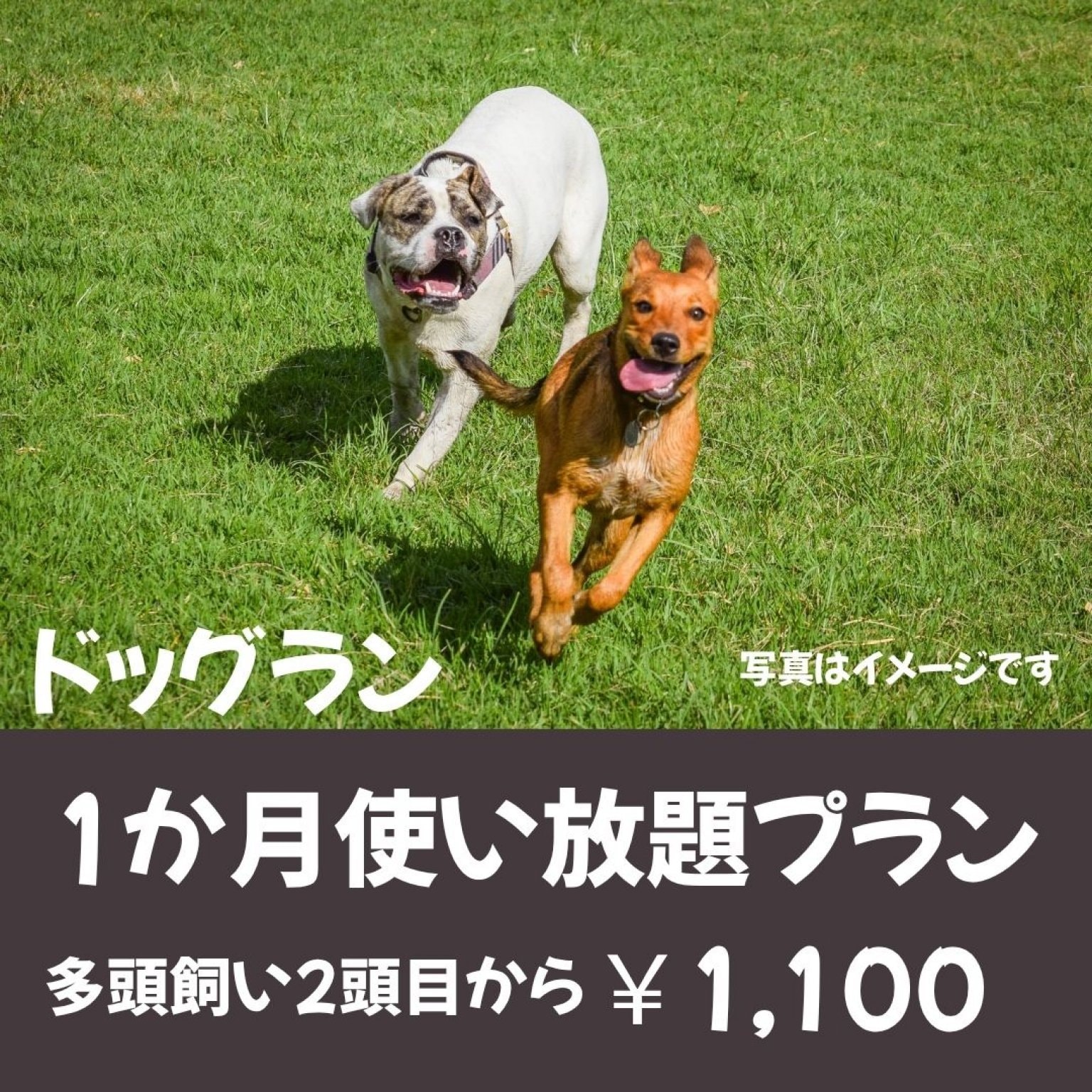 ドッグラン_1か月使い放題（多頭飼い2頭目から）