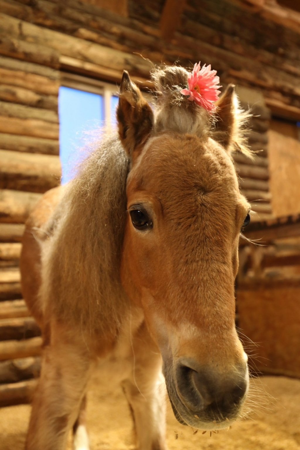 個人サポーター